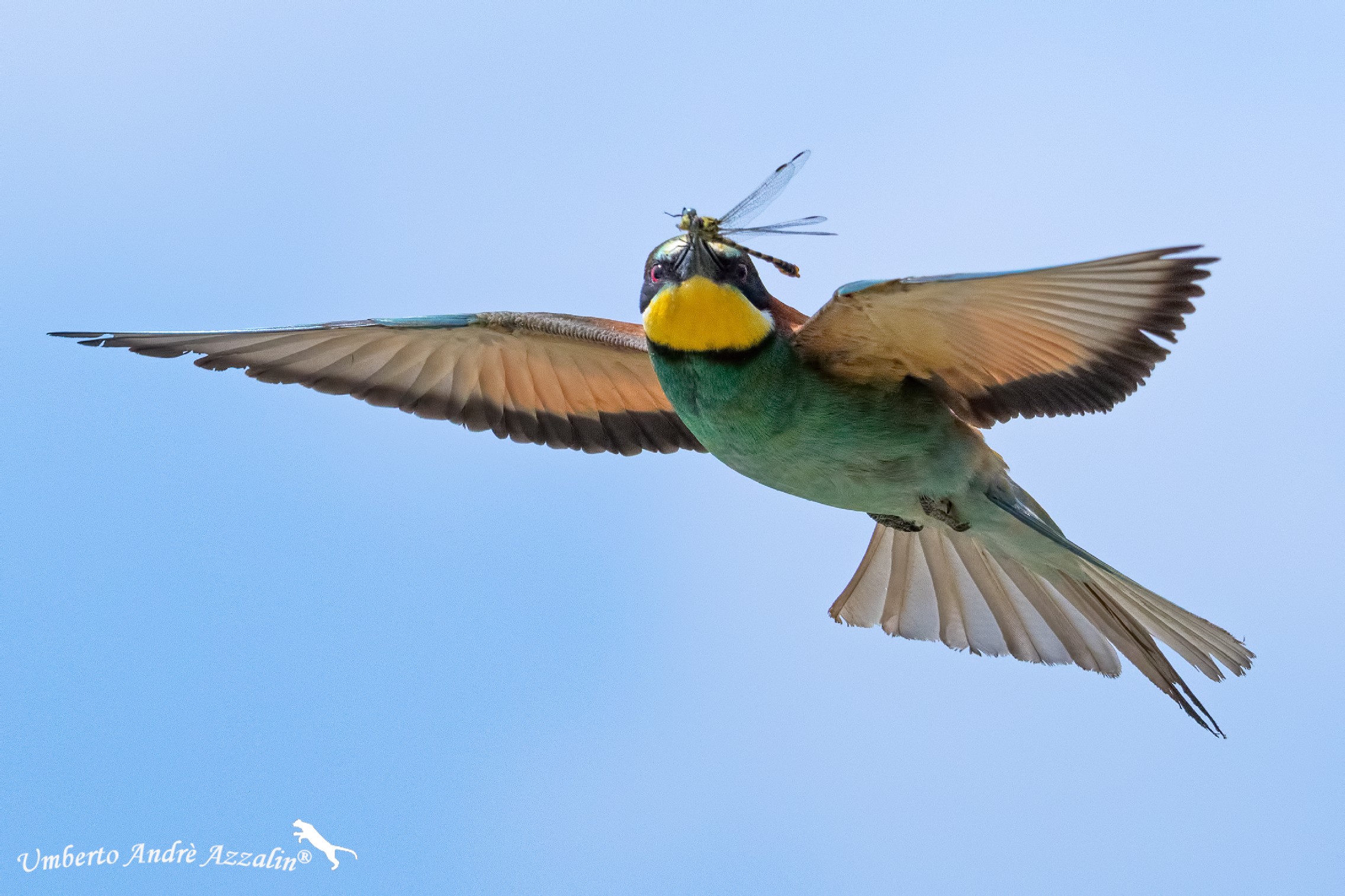 Gruccione del Ticino 6