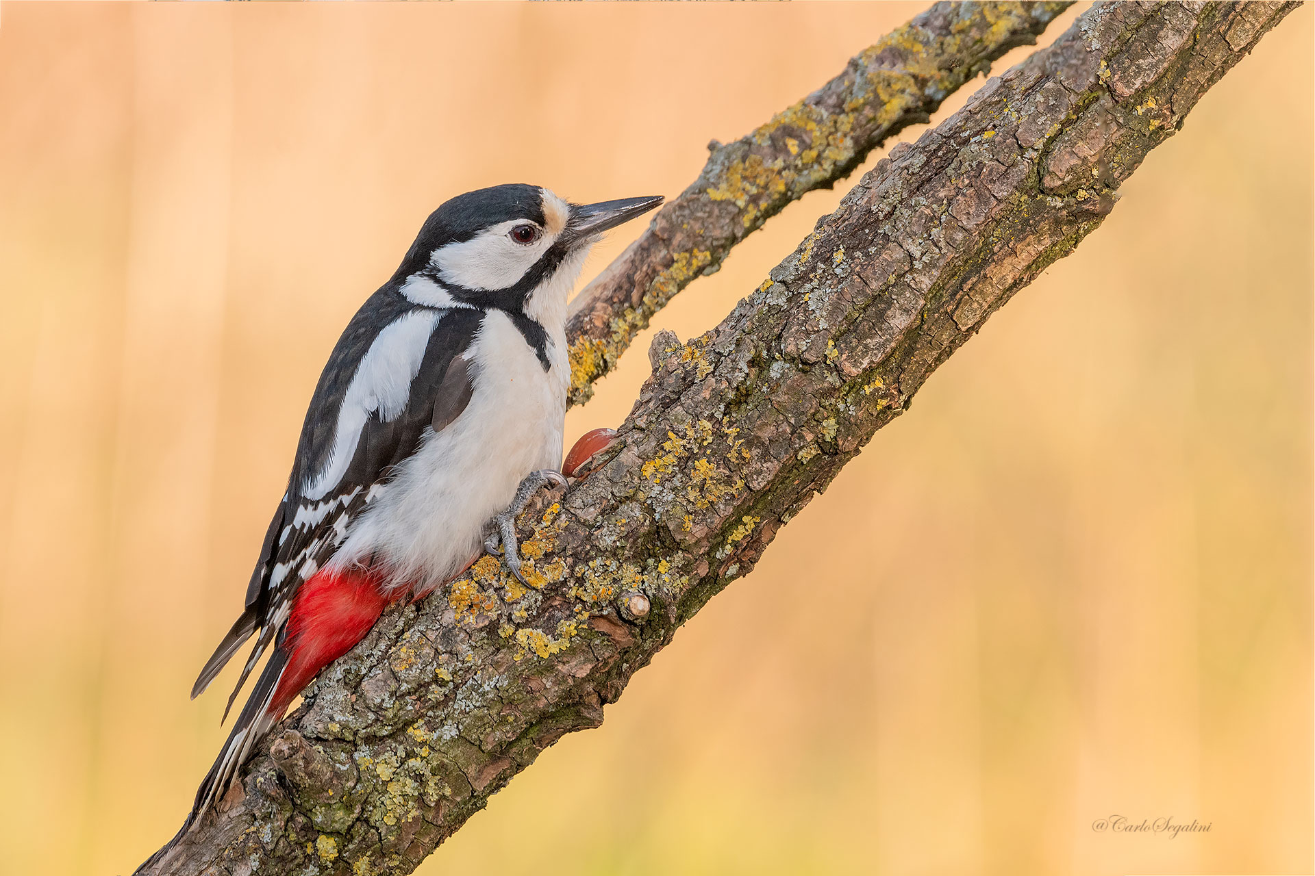 Major red woodpecker
