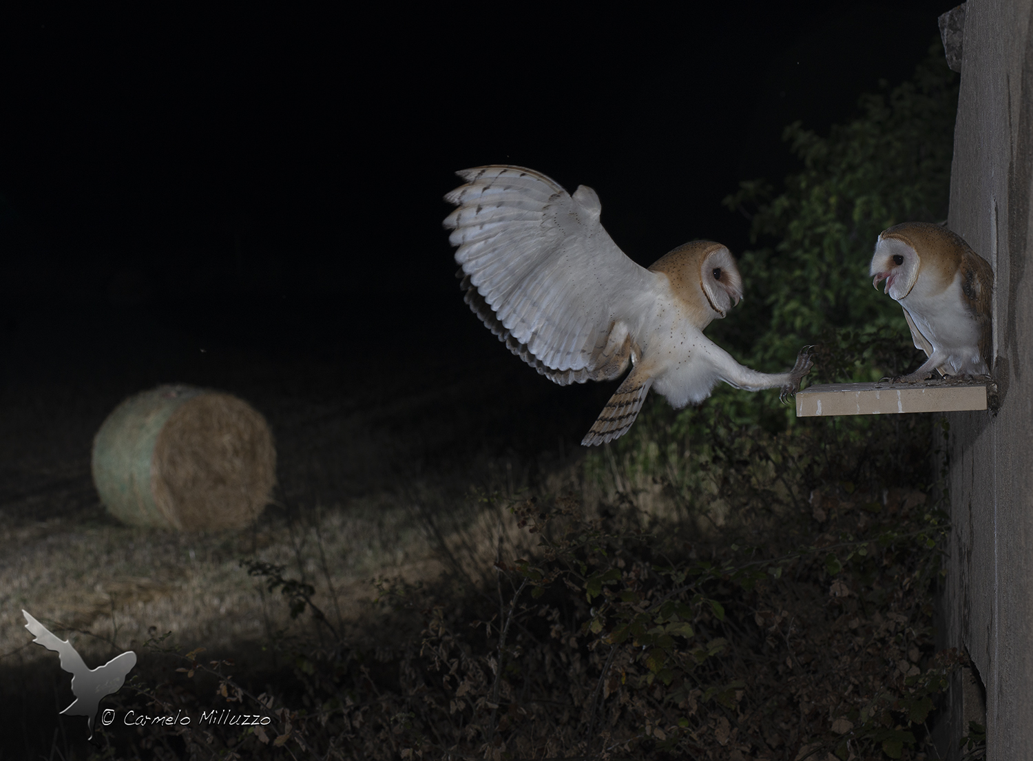 Night flights 2 _ Barbagianni _