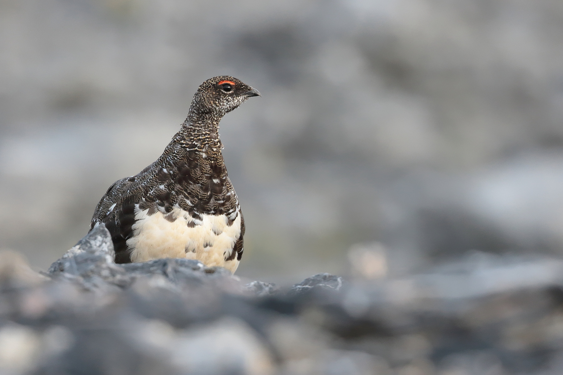 Sentinella tra le rocce