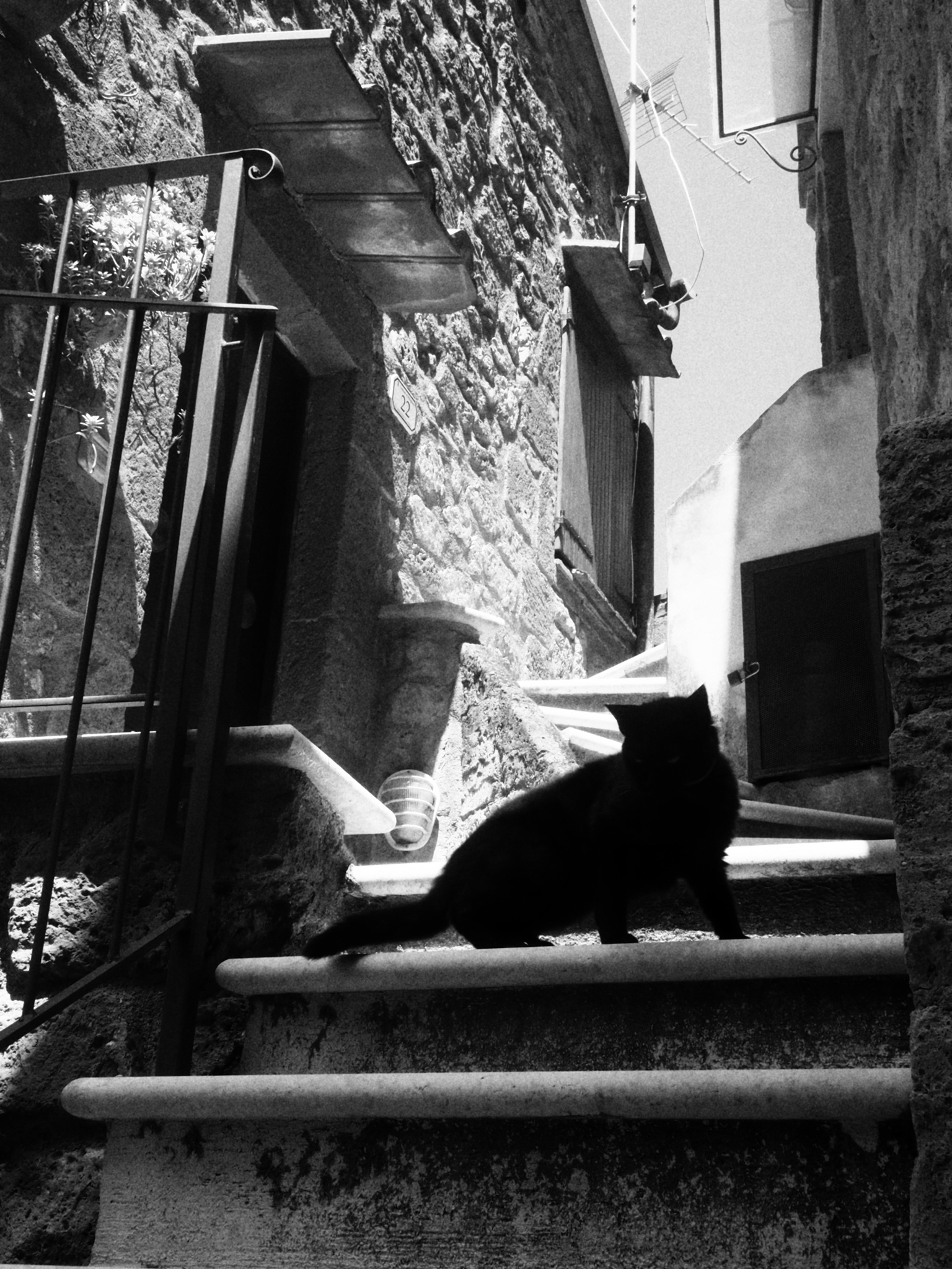 Ombra di gatto randagio