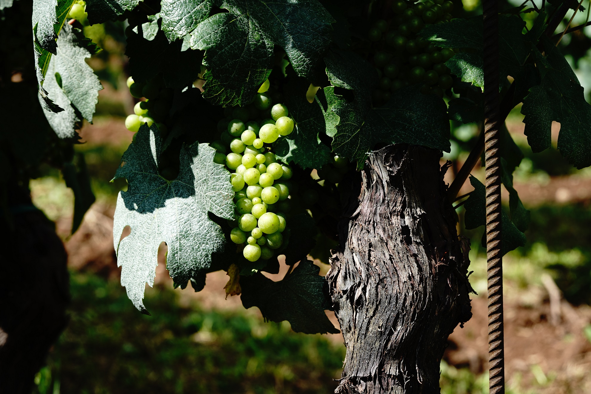 I'll be bubbly - grapes chardonnay Franciacorta