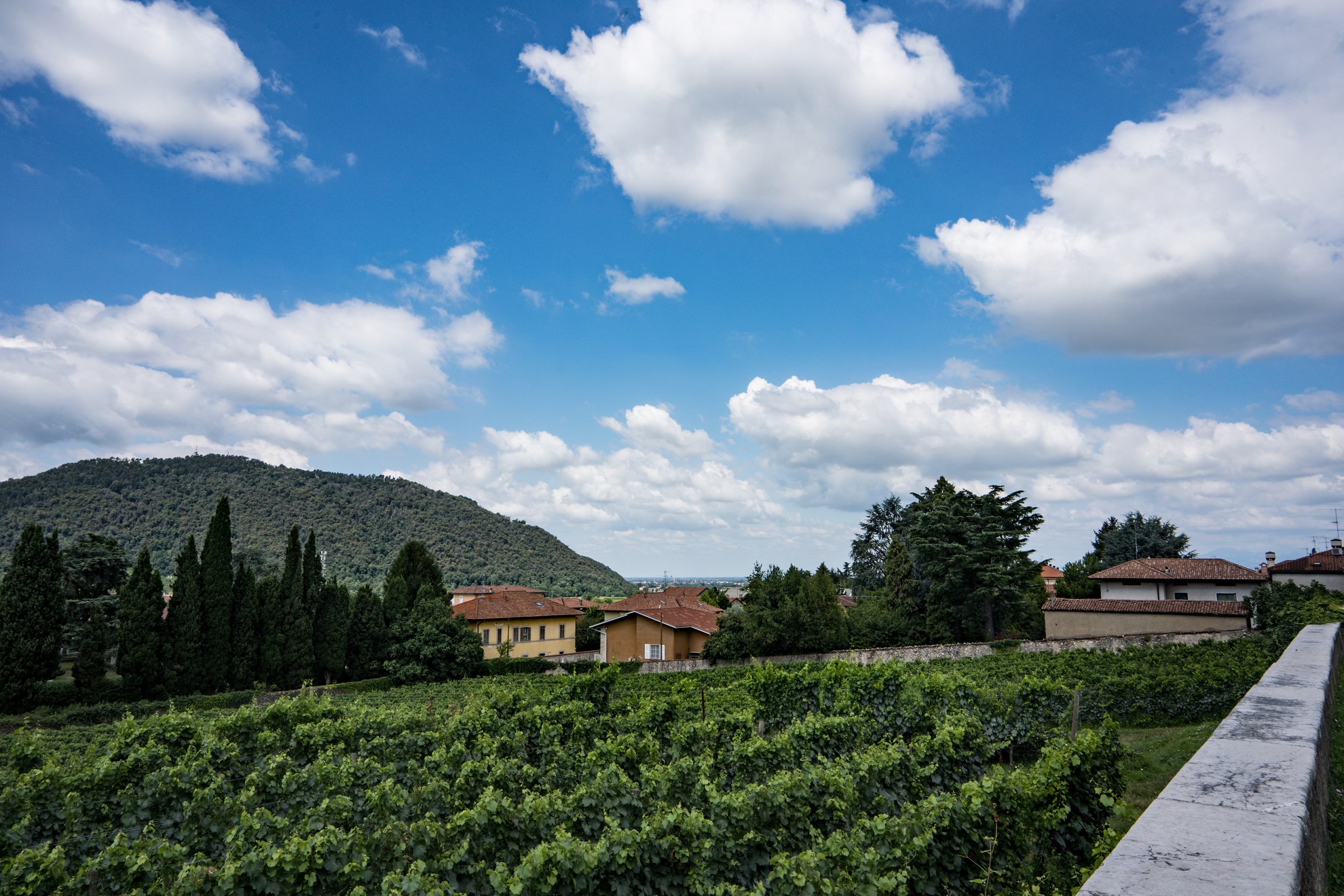 vineyard in franciacorta - Erbusco (BS)
