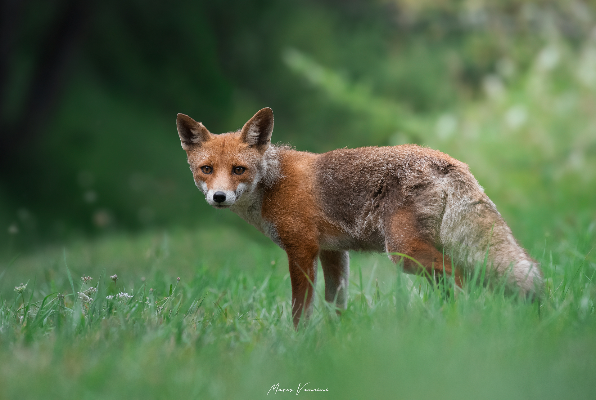Fox