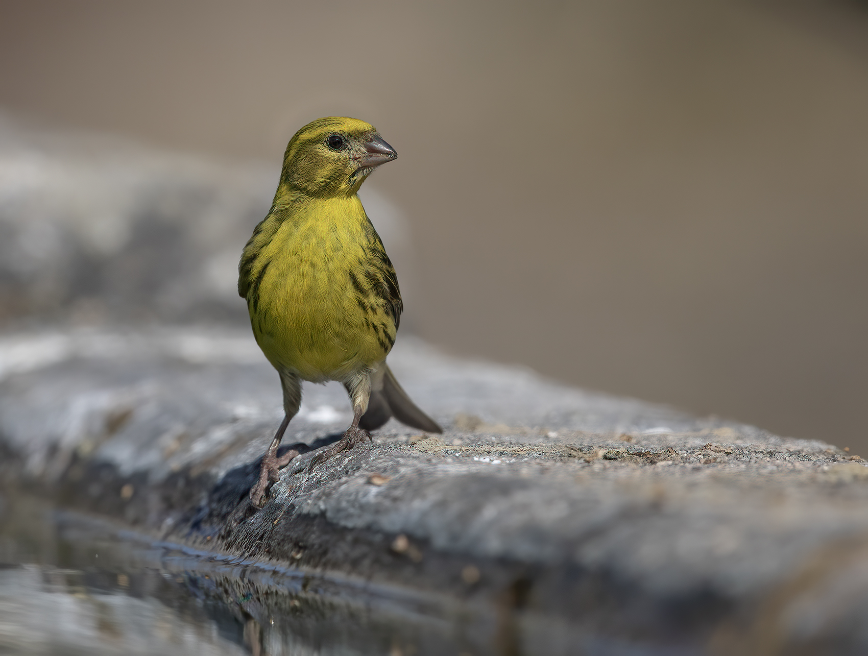 verzellin (serinus serinus)