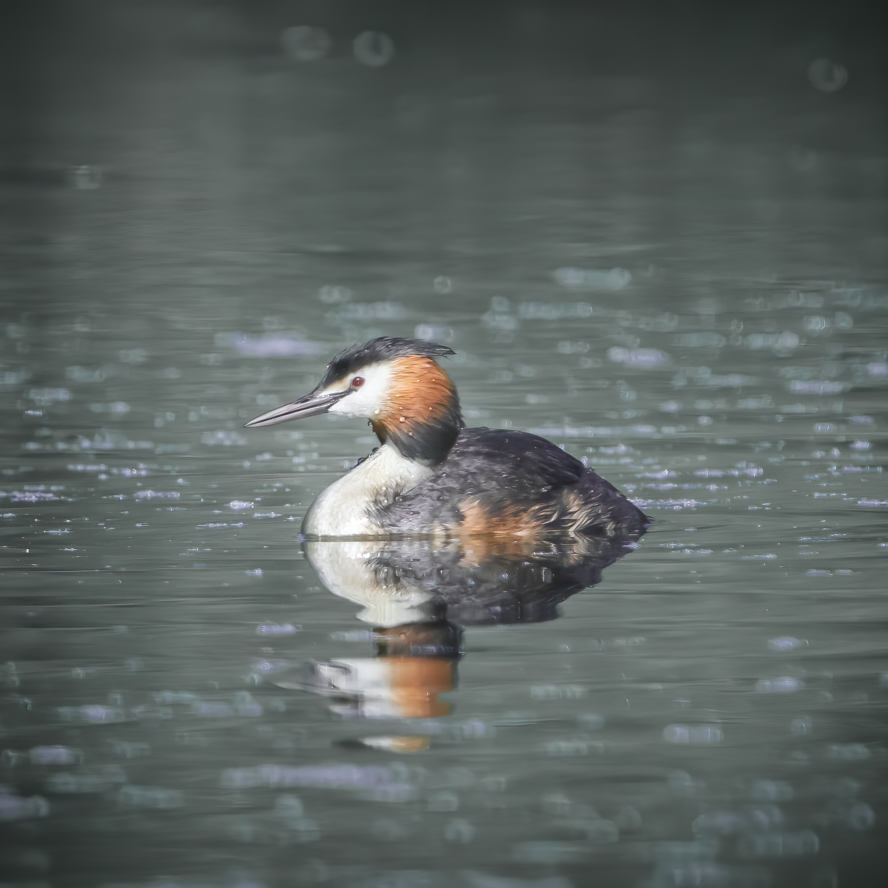 Grebe