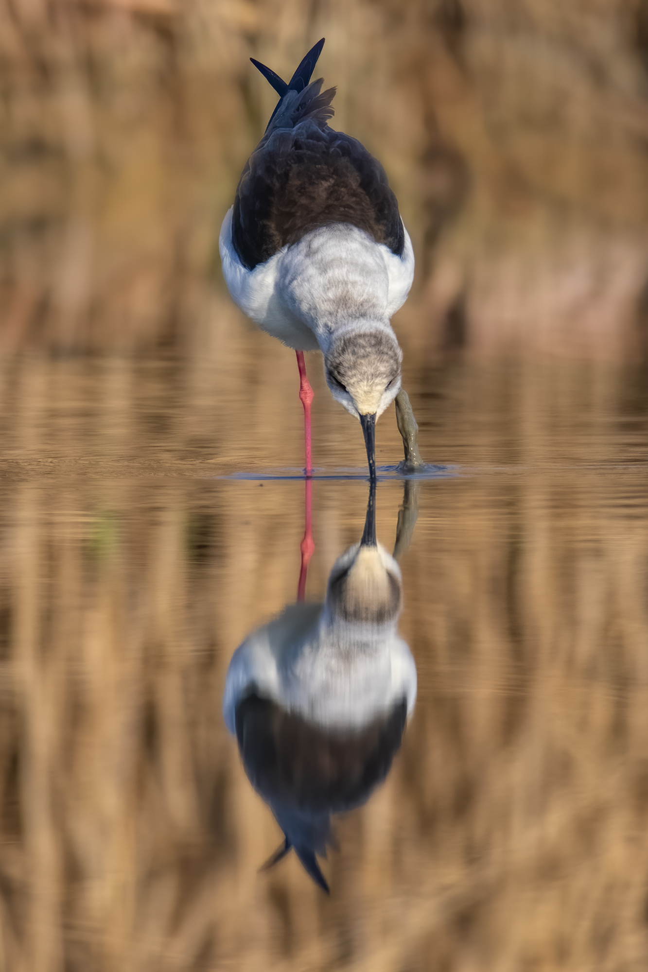 The black-winged stilt (Himantopus himantopus)