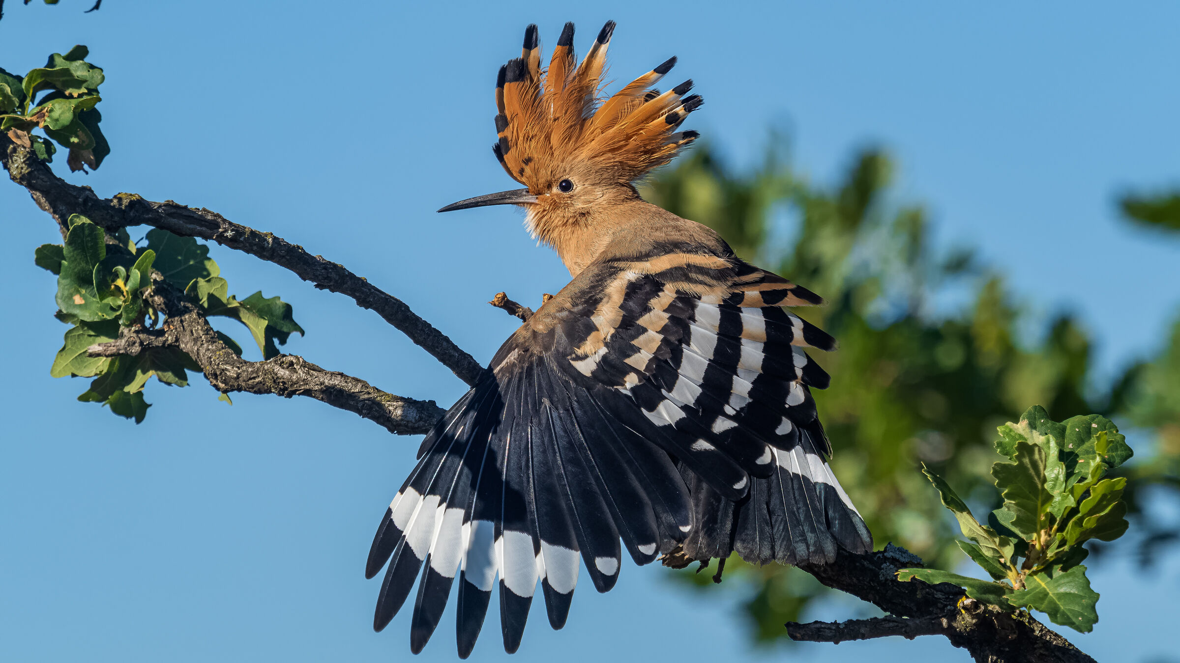 Hoopoe.