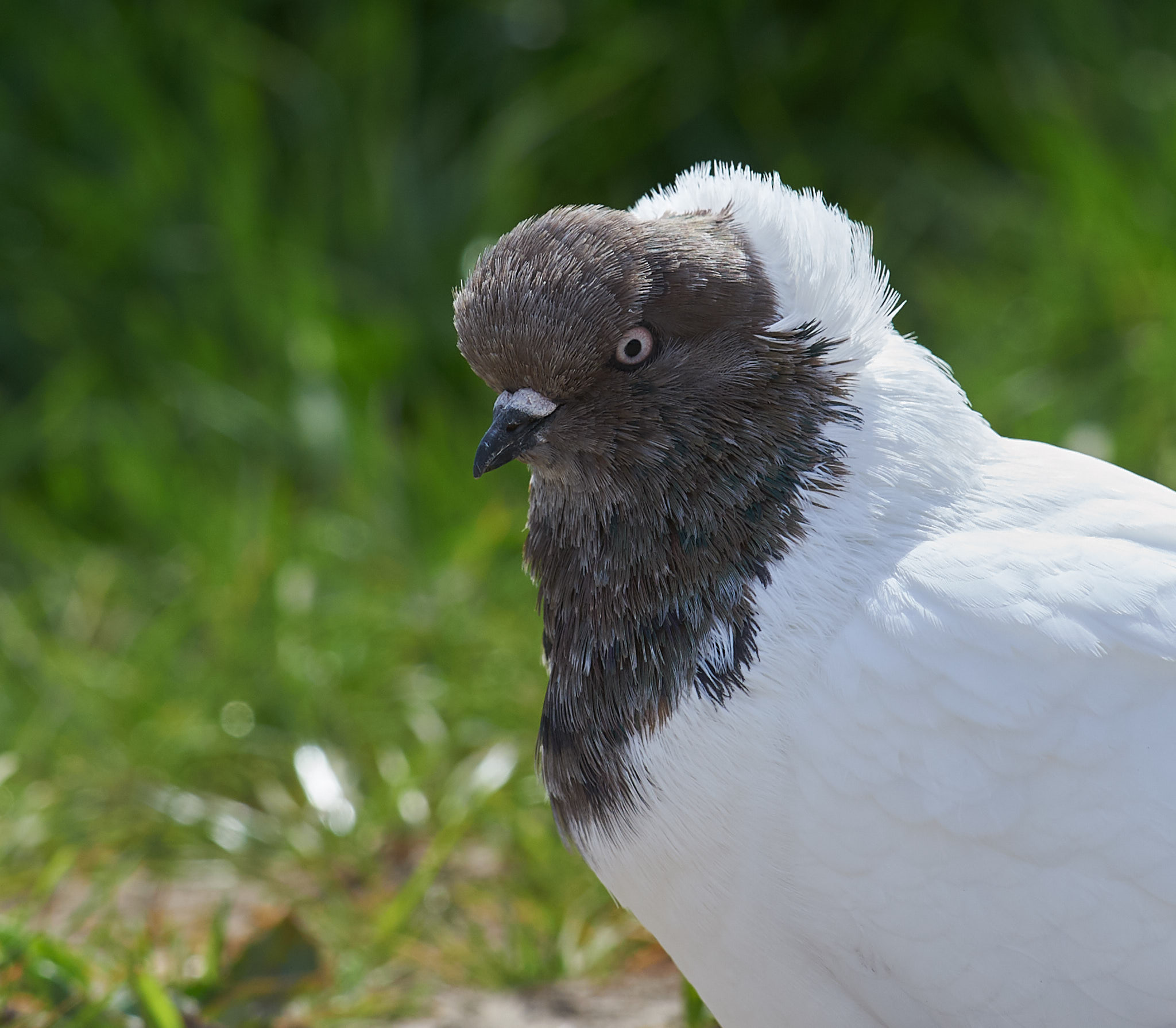 Columba livia