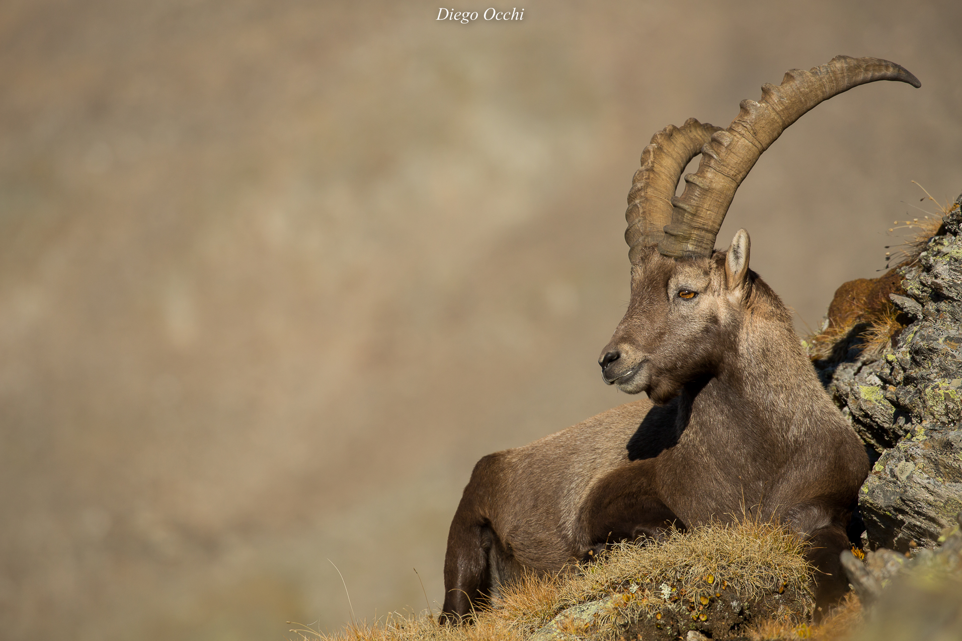 Ibex