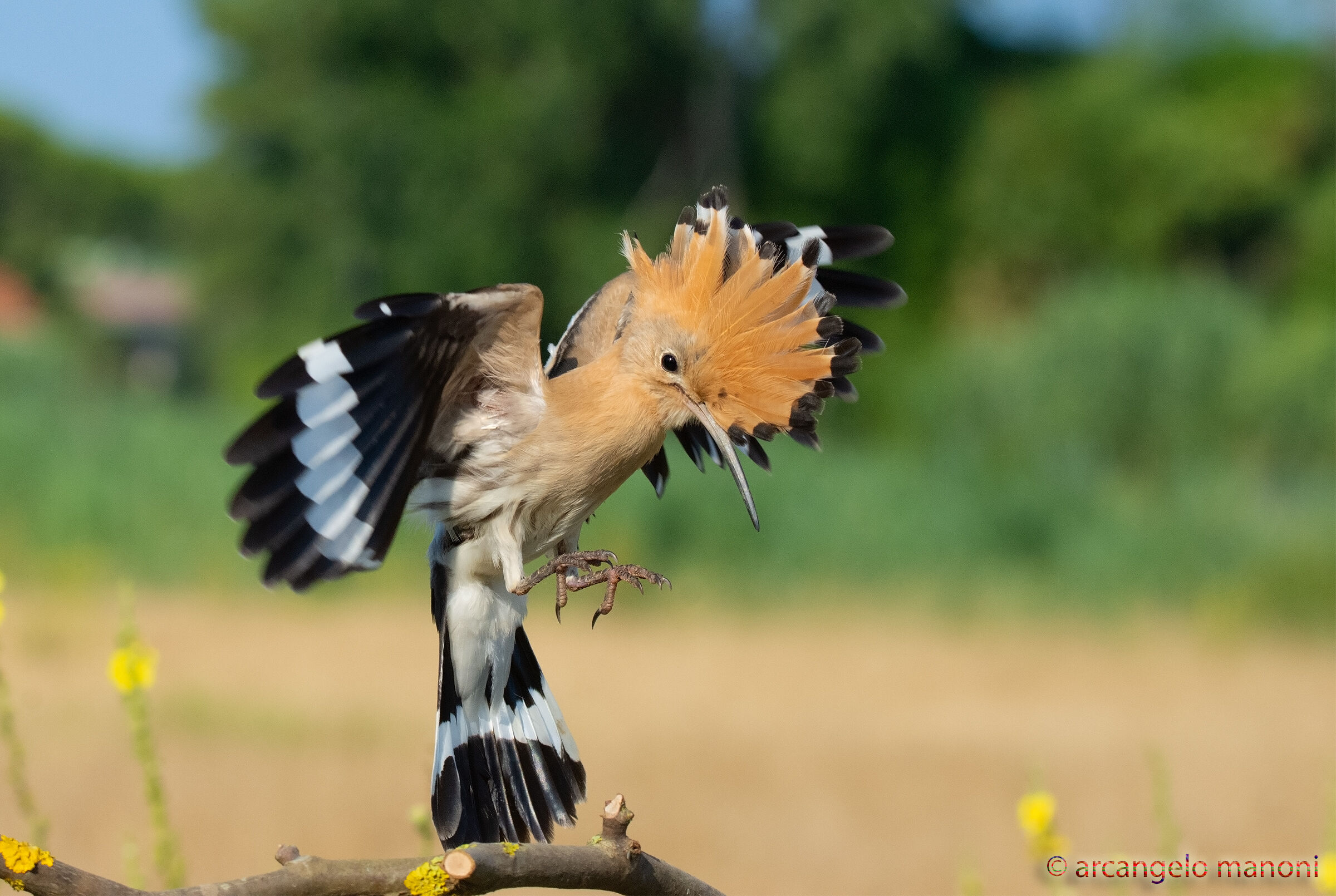 The arrival of the uppoa