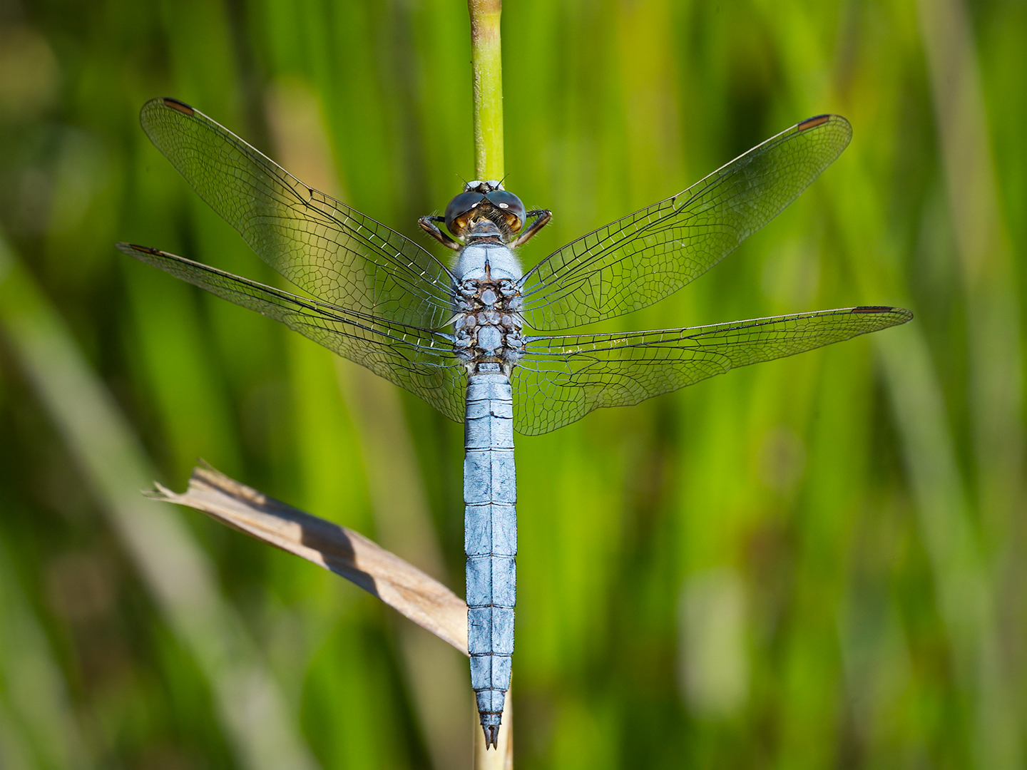 Dragonfly (Orthetrum brunneum - male)