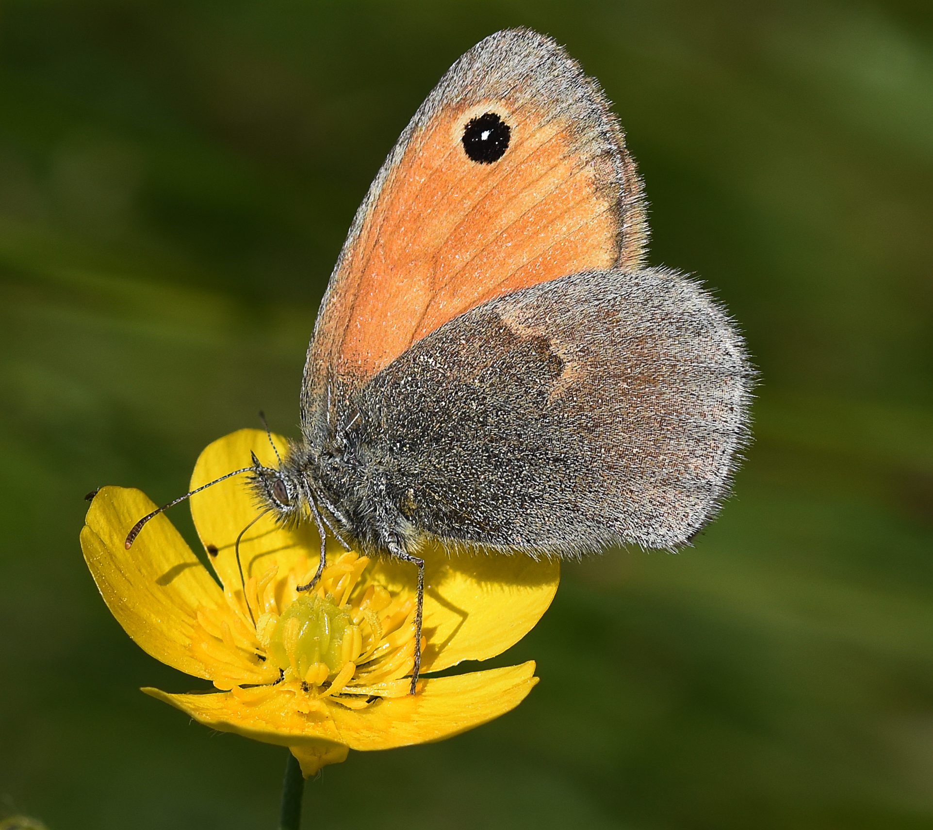 Coenonympha pamphilus (esemplare maschio)