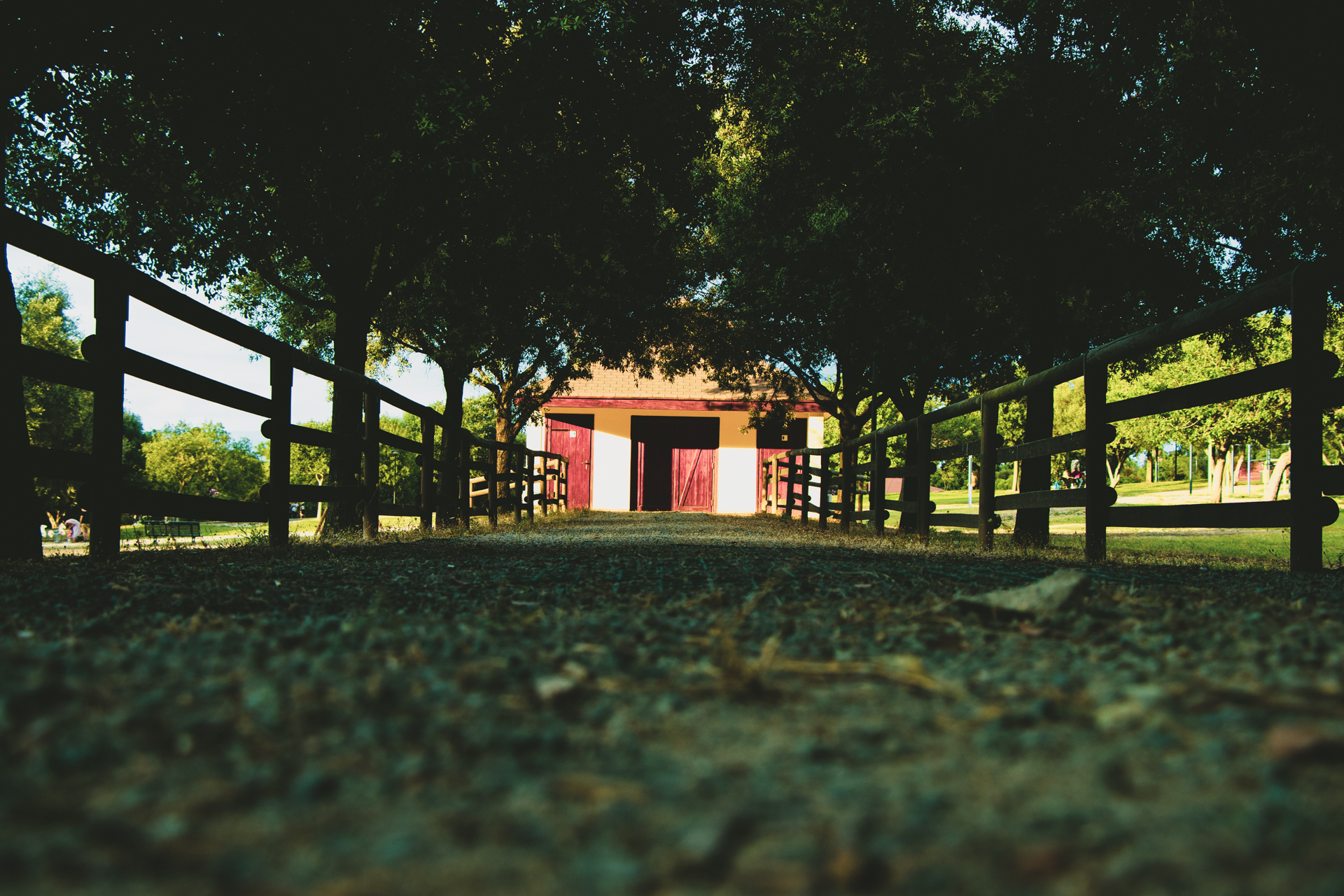 The path between trees