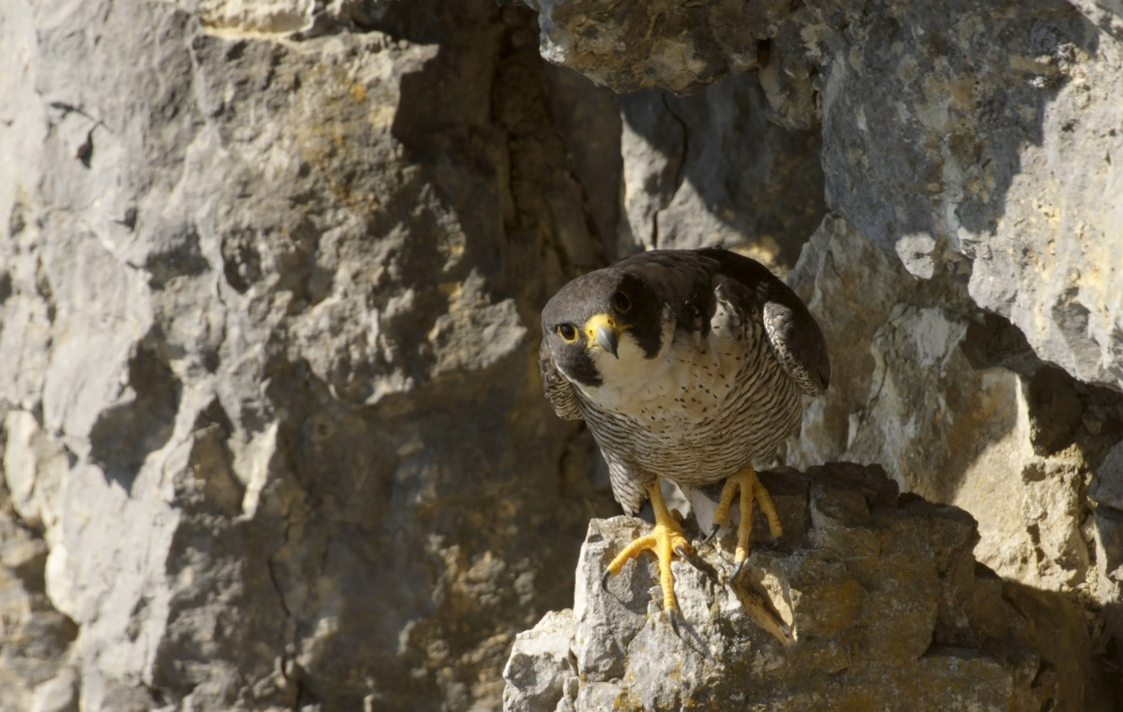 Falco Pellegrino (1d mk3-500mm)