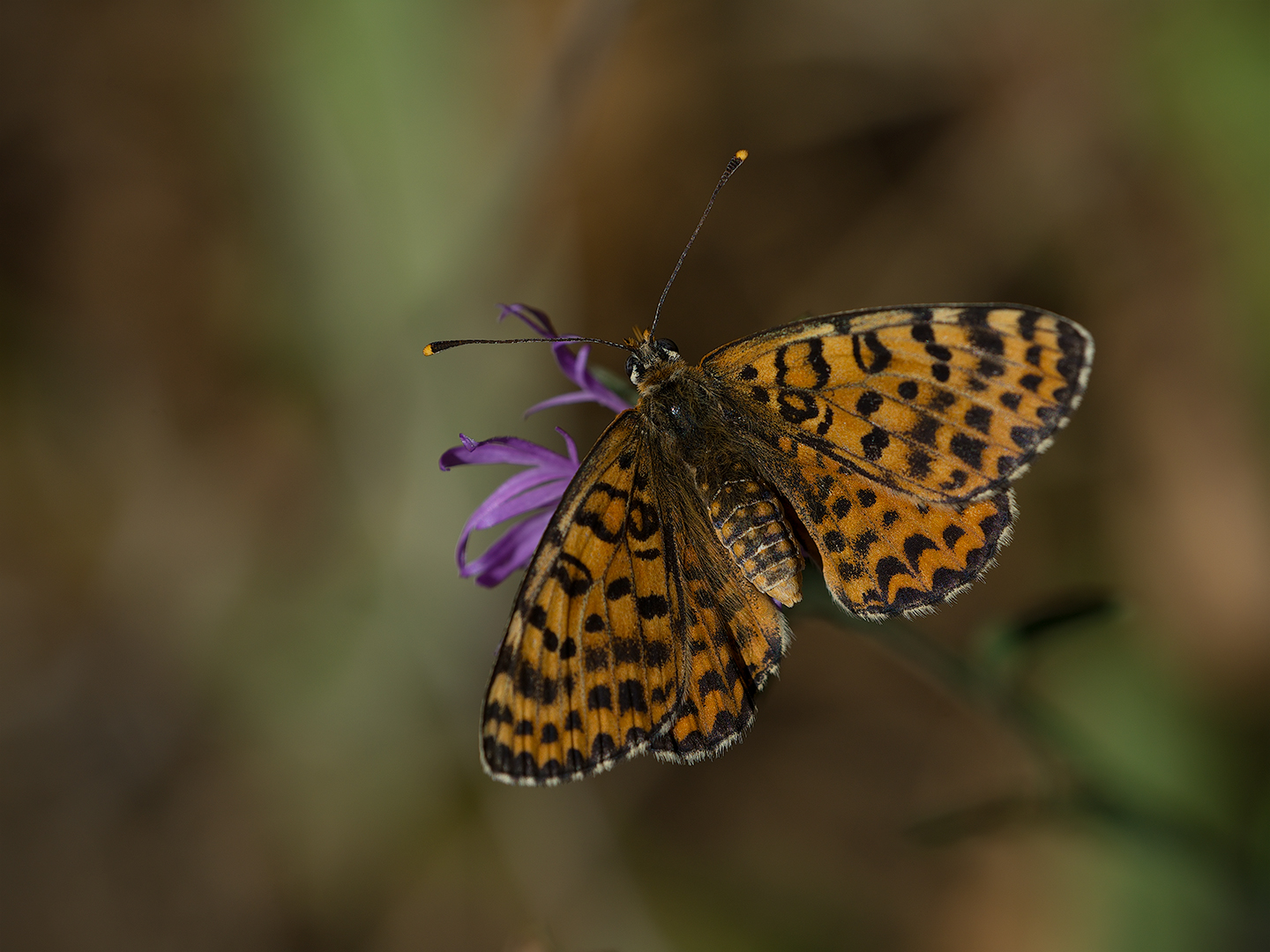Butterfly (to be identified)