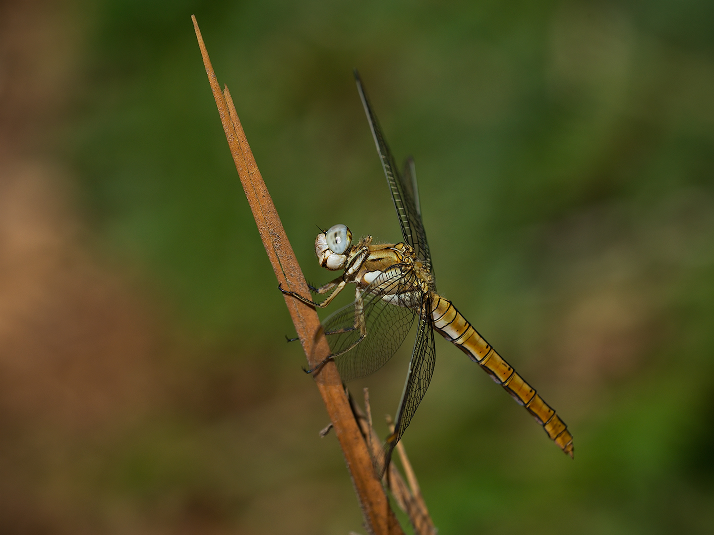 Dragonfly (Orthetrum brunneum female)