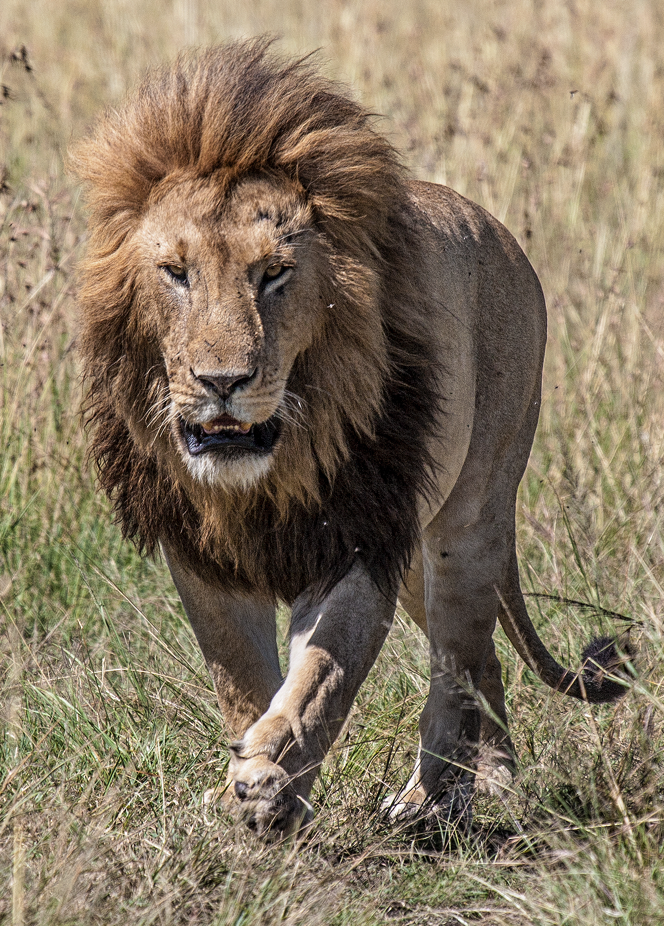 Leone