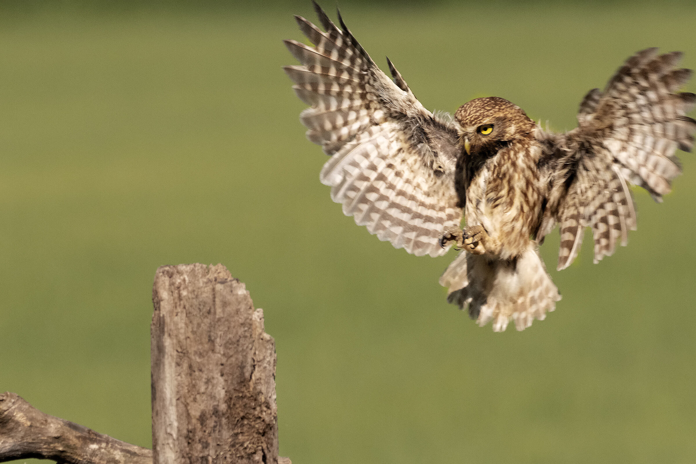 Landing Owl