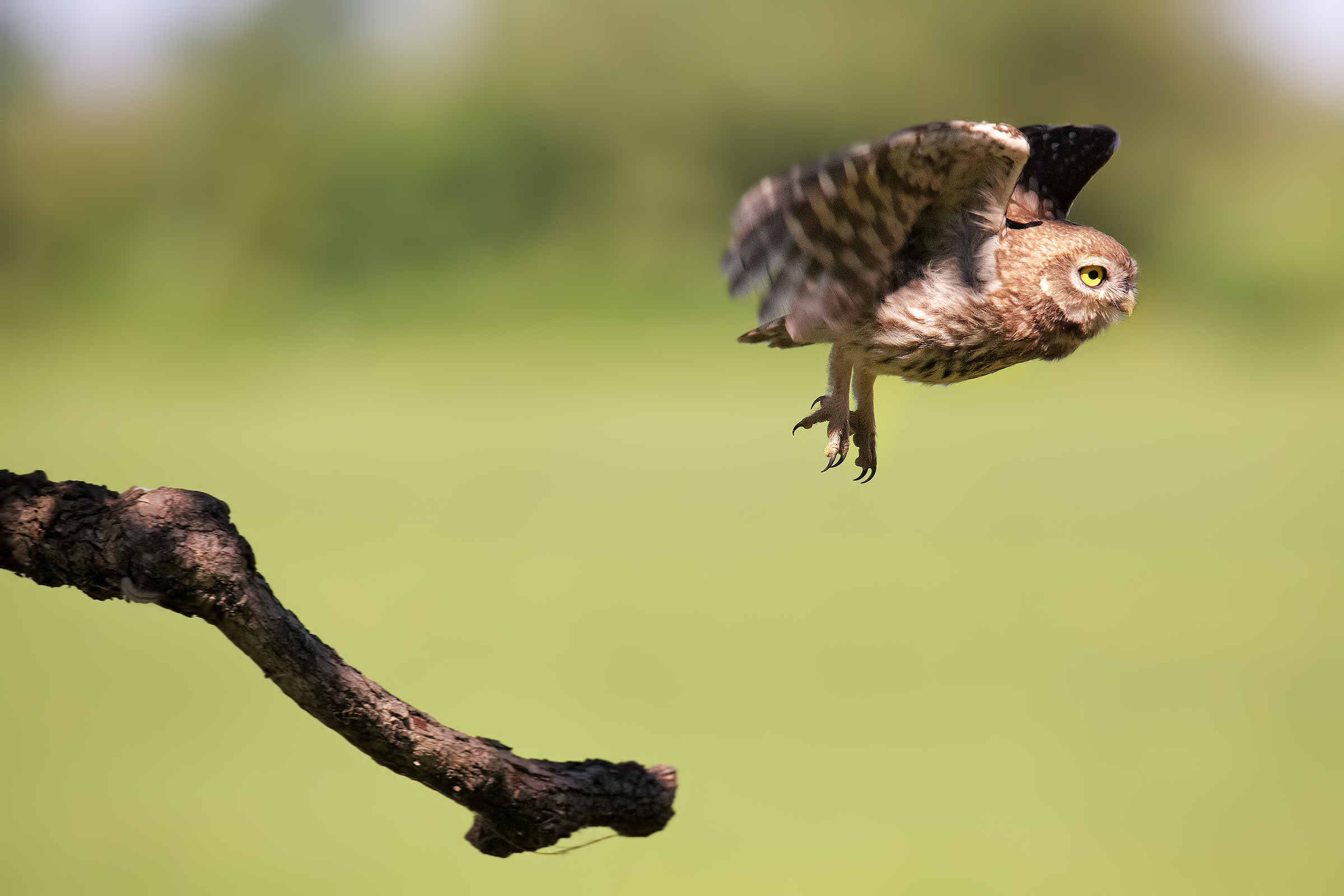 Owl in flight