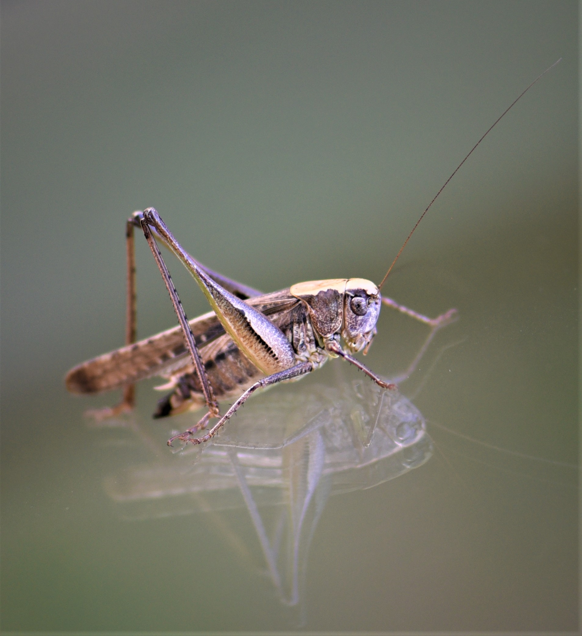 Pausa sul cofano dell'auto