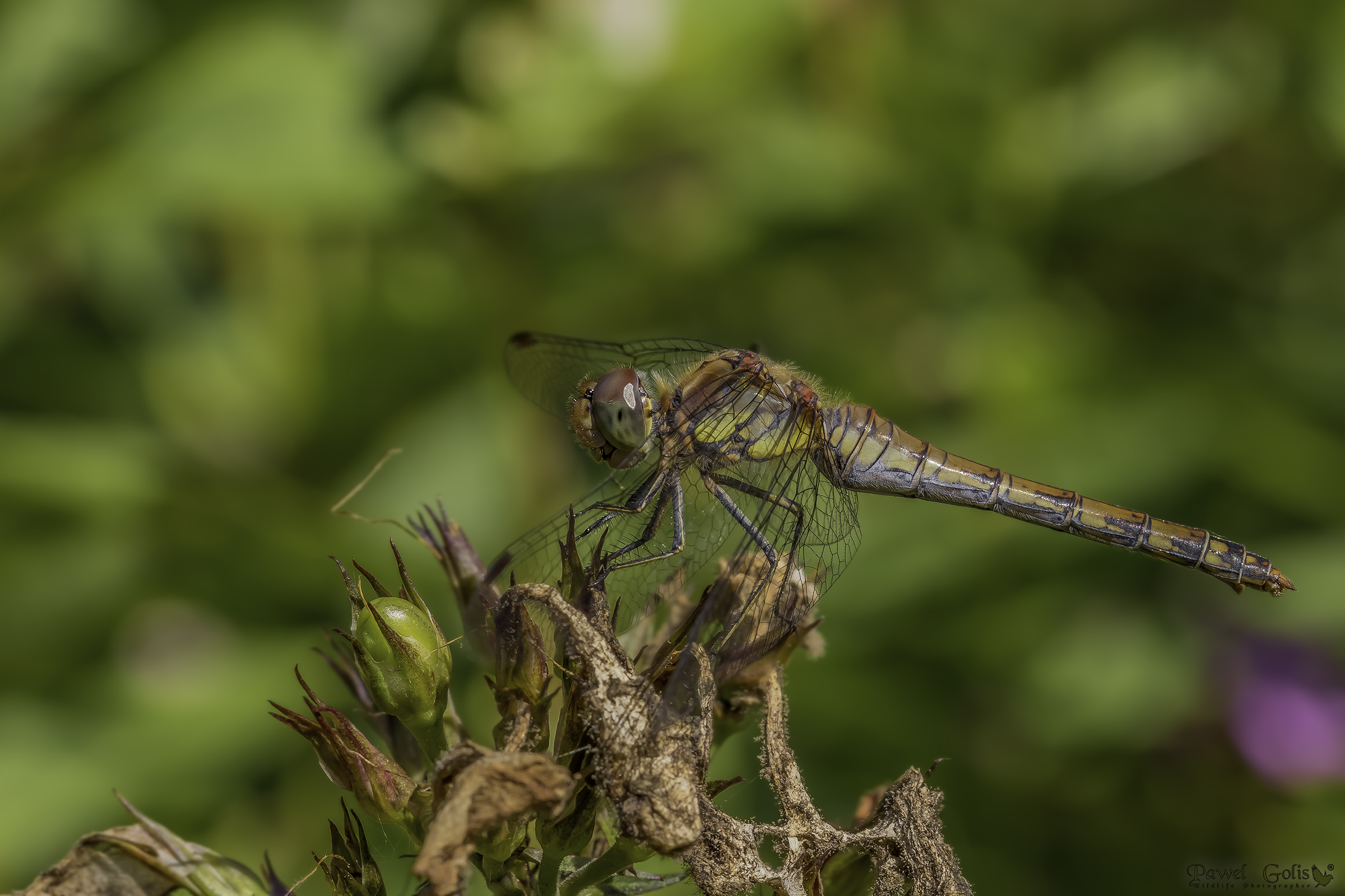 Common darter (Sympetrum striolatum)