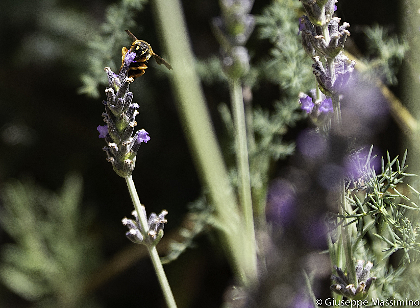 Lavandula Officinalis