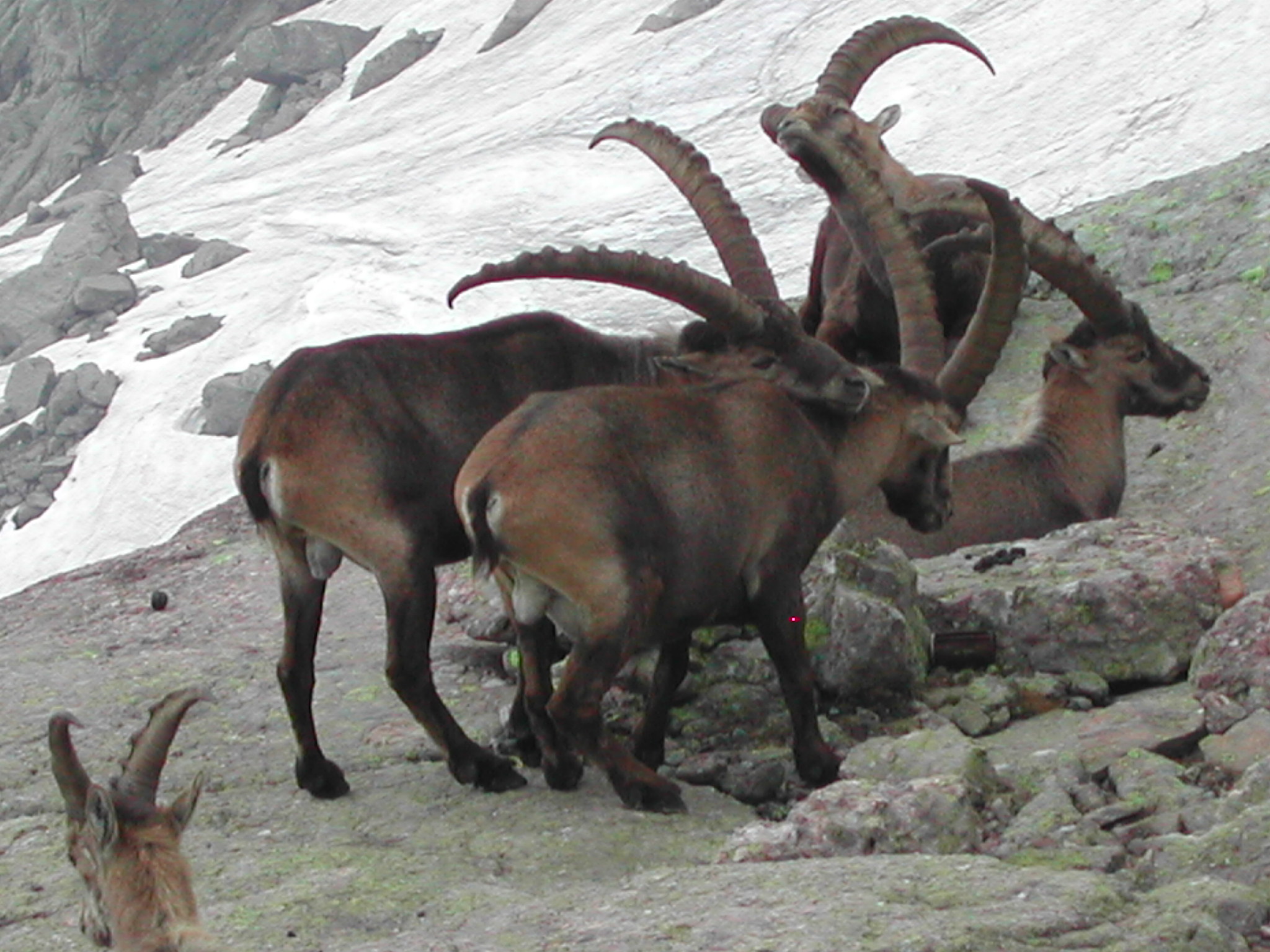 Stambecco (Capra ibex) - Luglio