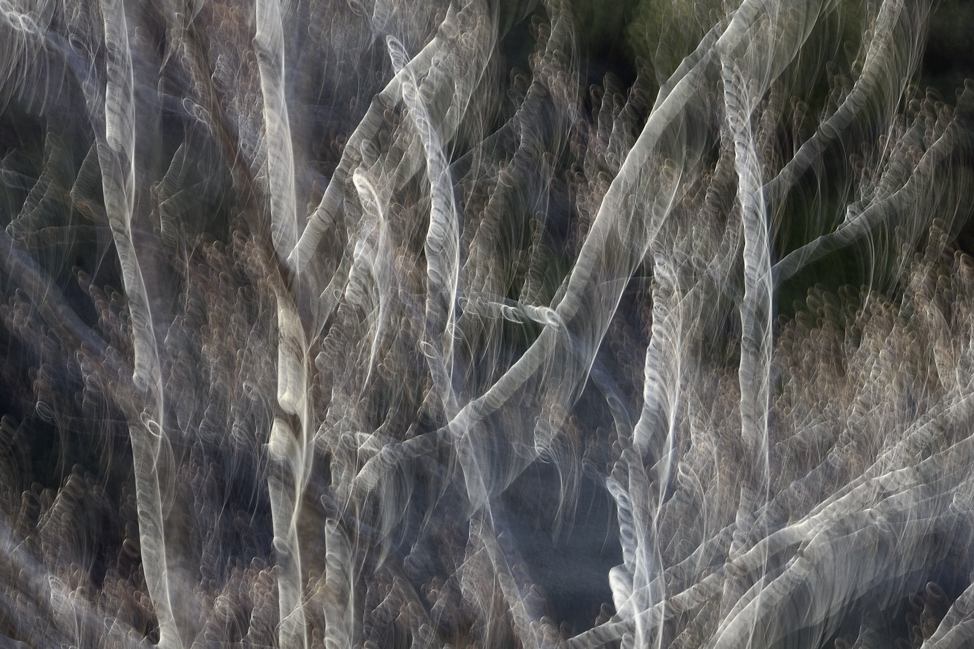 Nature vibrates 3