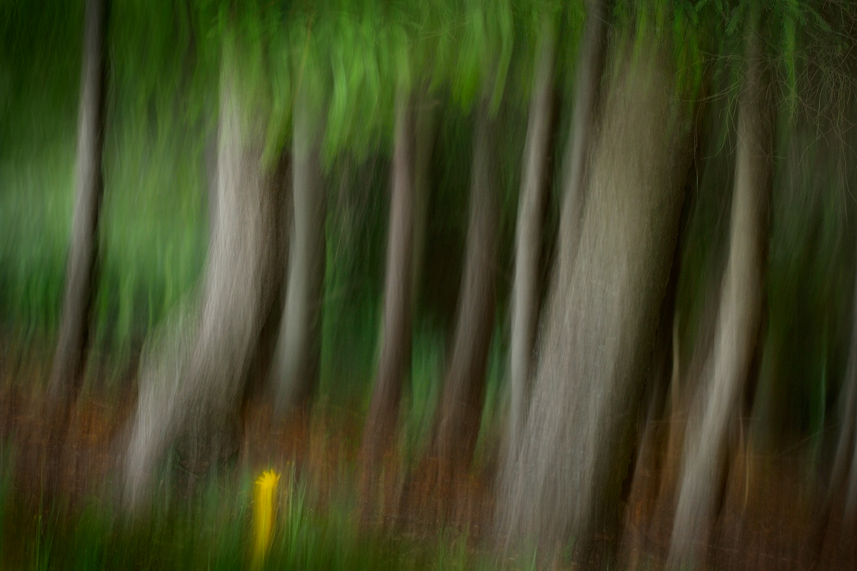 Woodland Soul 2