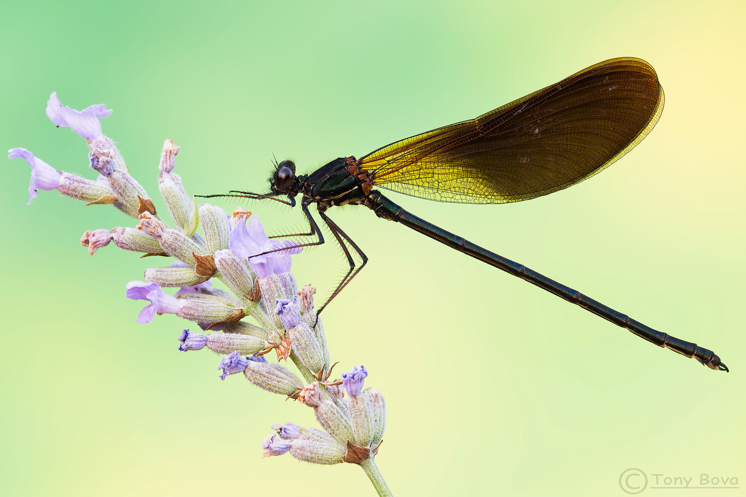 Calopteryx Virgo maschio