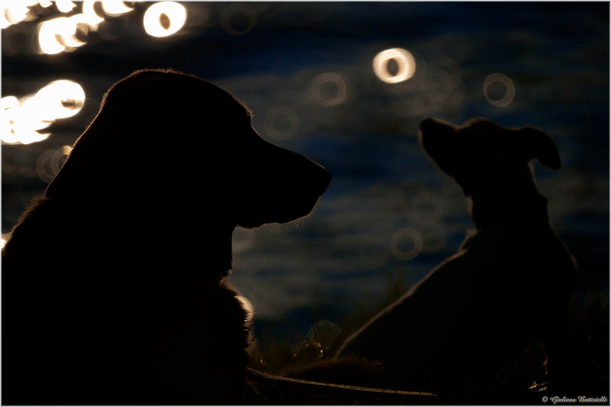 Double canine silouette