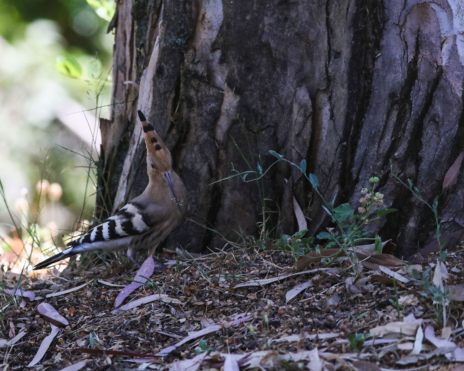 Mimetismo umano ( upupa Wild )