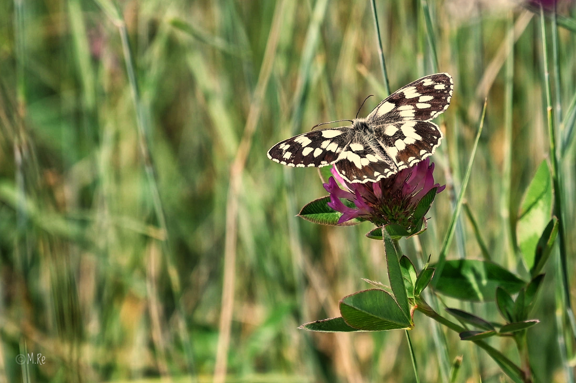 Mountain Butterfly