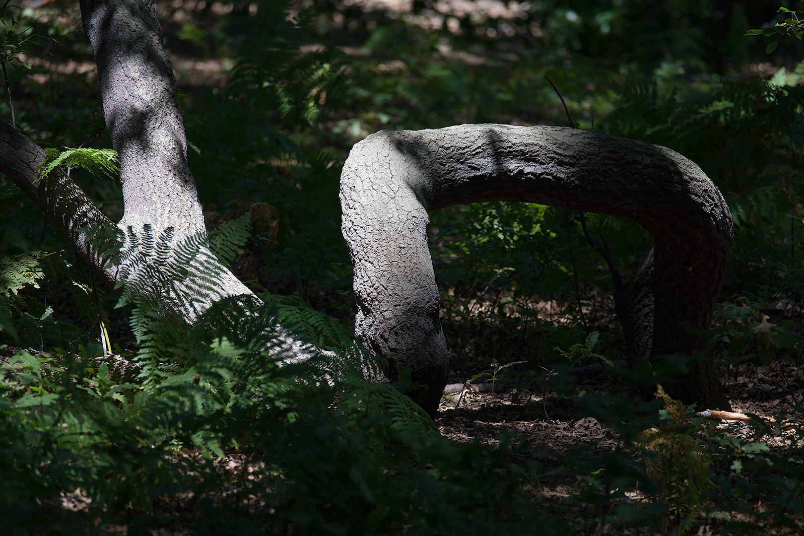 Diversamente albero tra luce ed ombra