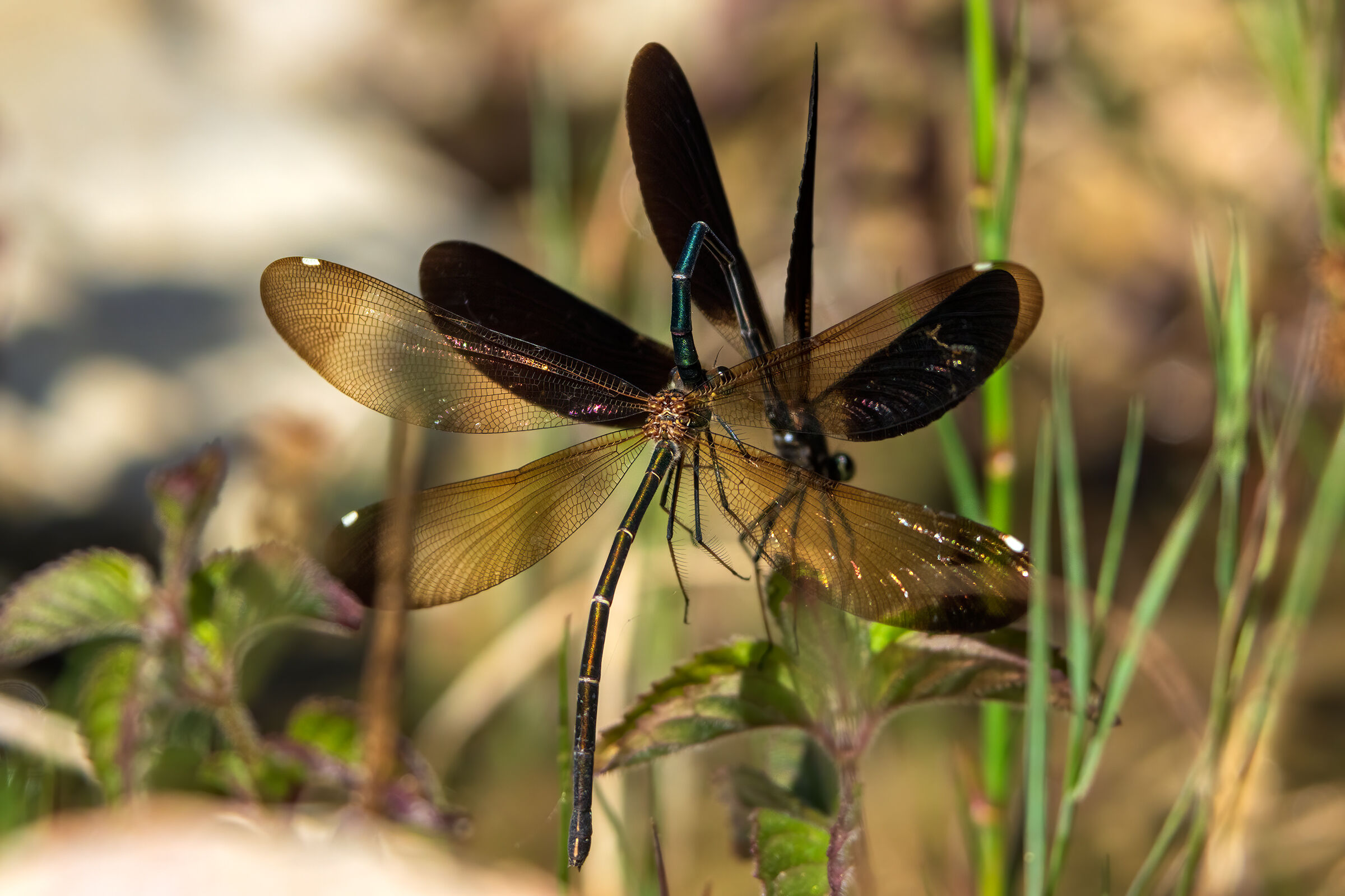 Presa! Ora sei mia! - Calopteryx haemorroidalis