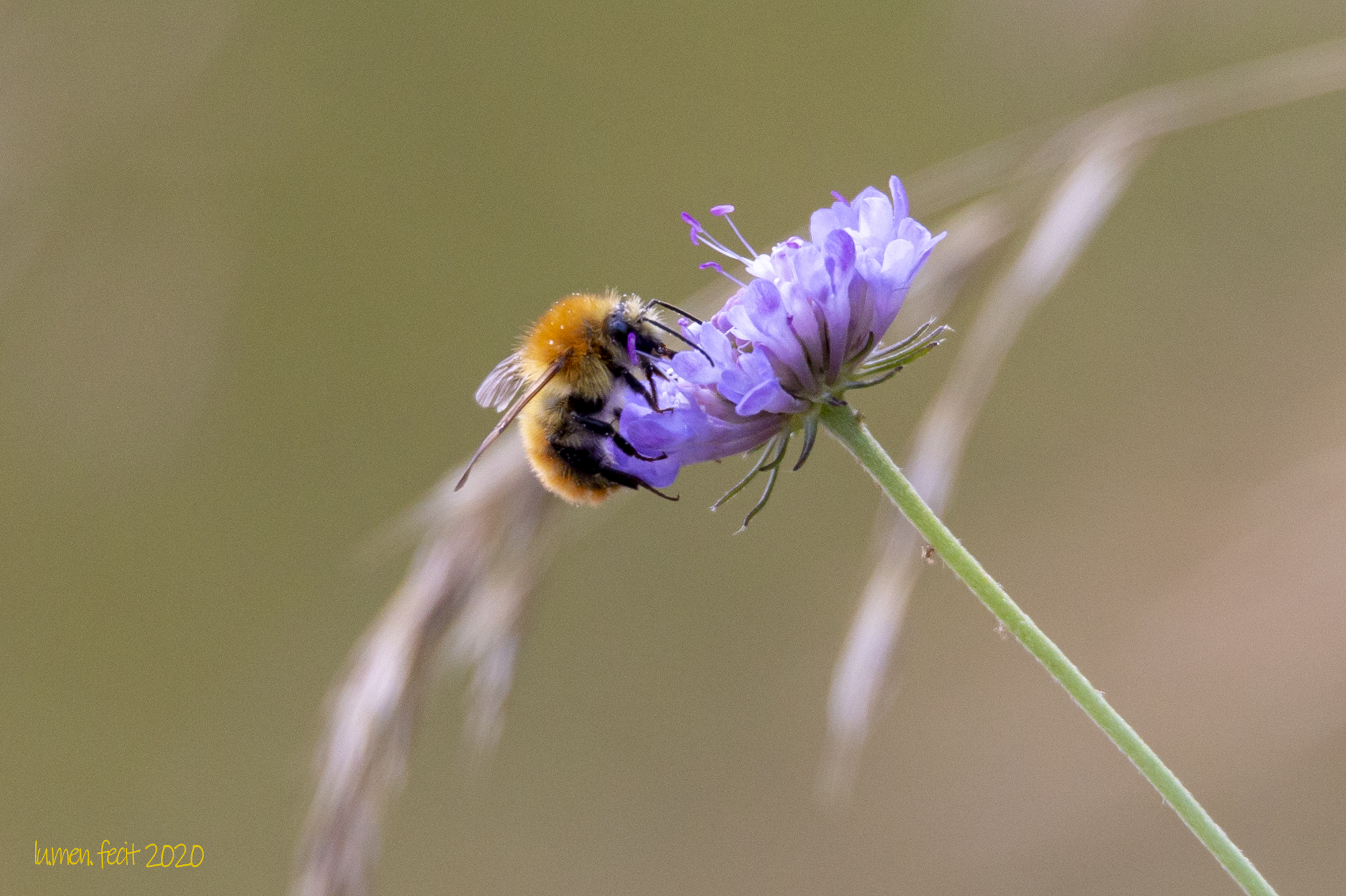 un fiore in bocca...