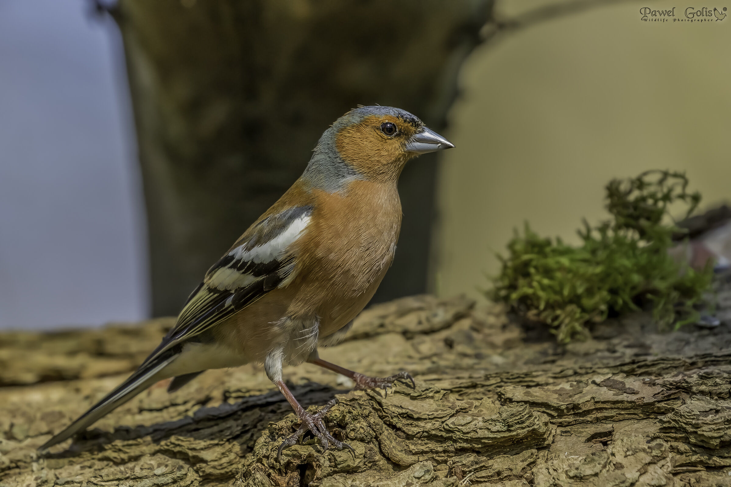 Chaffinch comune (Fringilla coelebs)