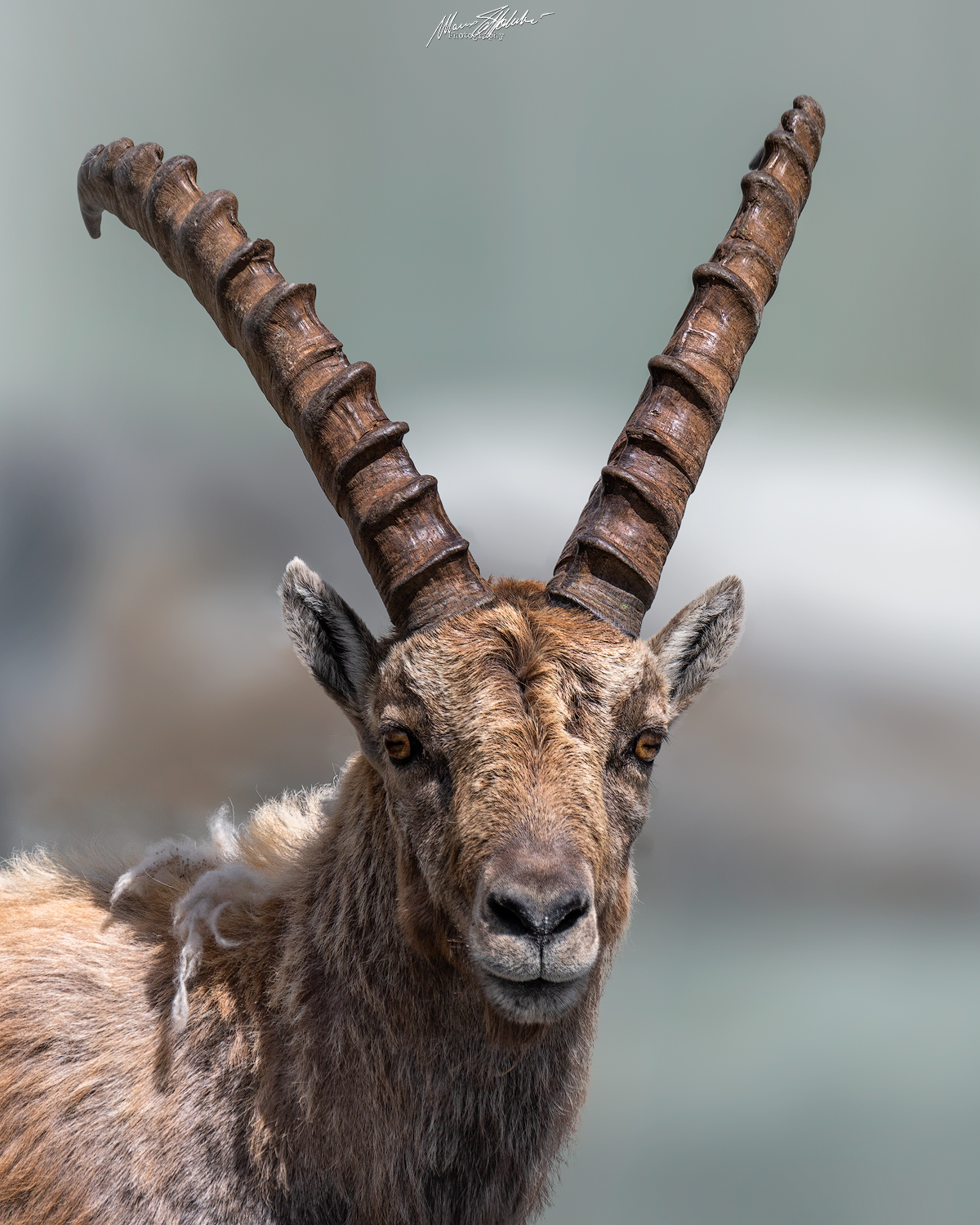 Ibex
