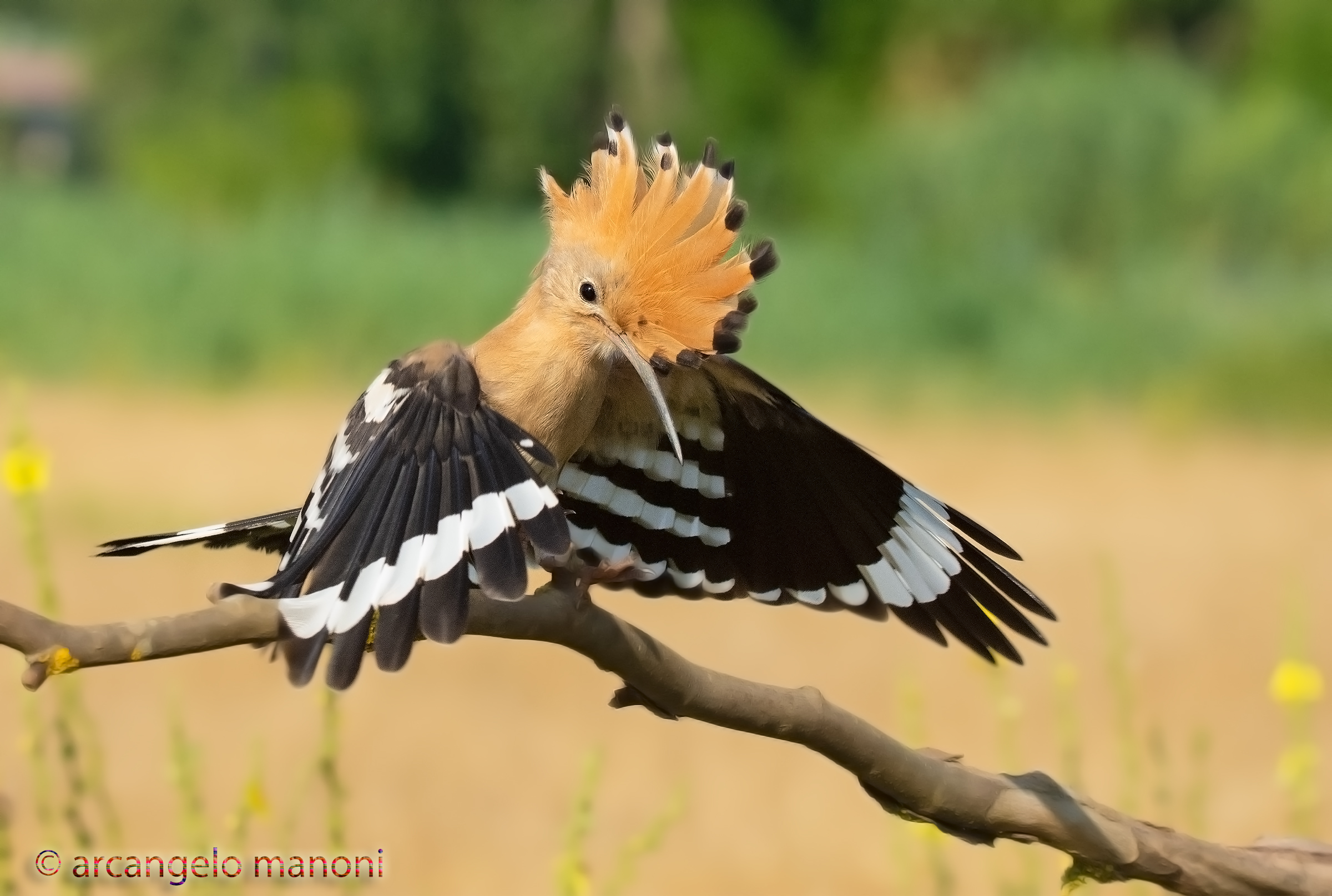 The embrace of the tuft