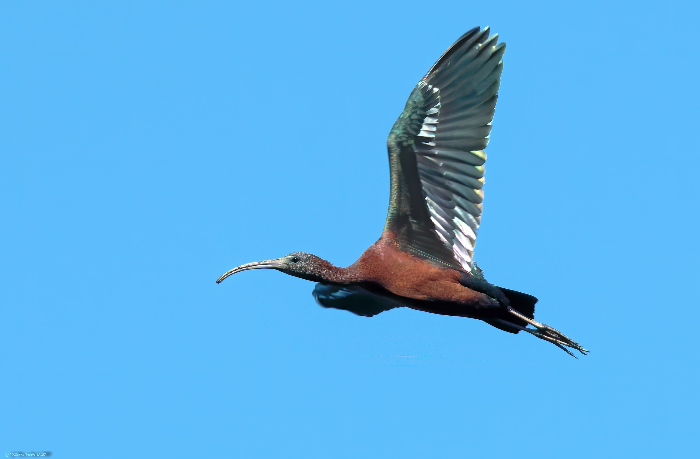 Mignattaio (Plegadis falcinellus)