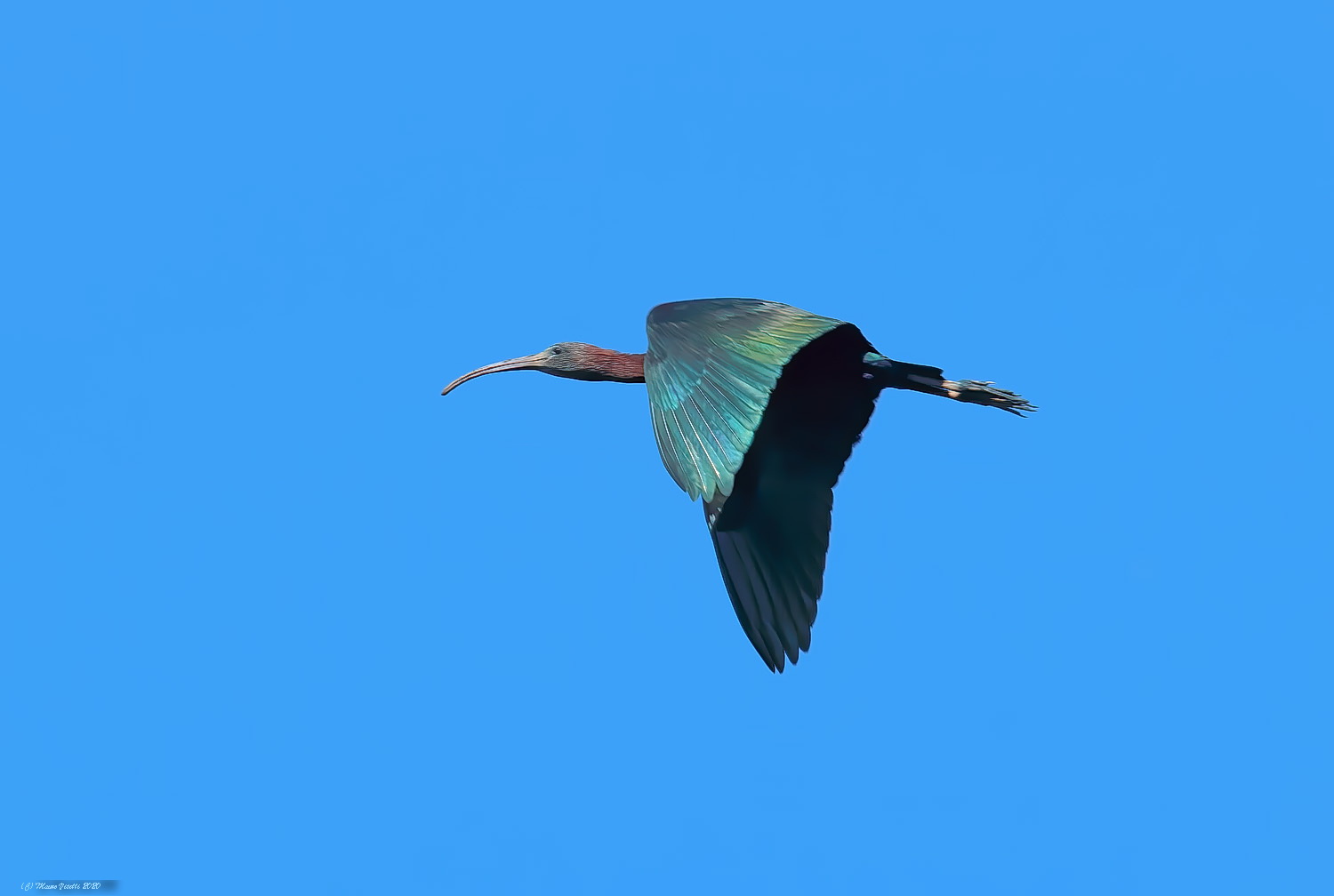 Mignattaio (Plegadis falcinellus)