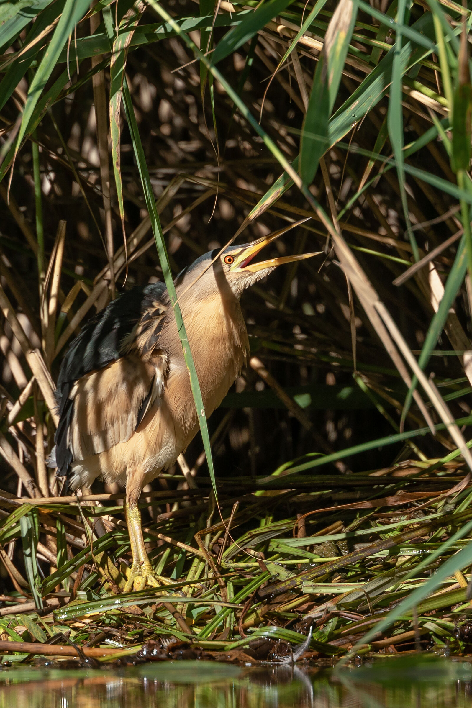 And finally the Tarabusino!