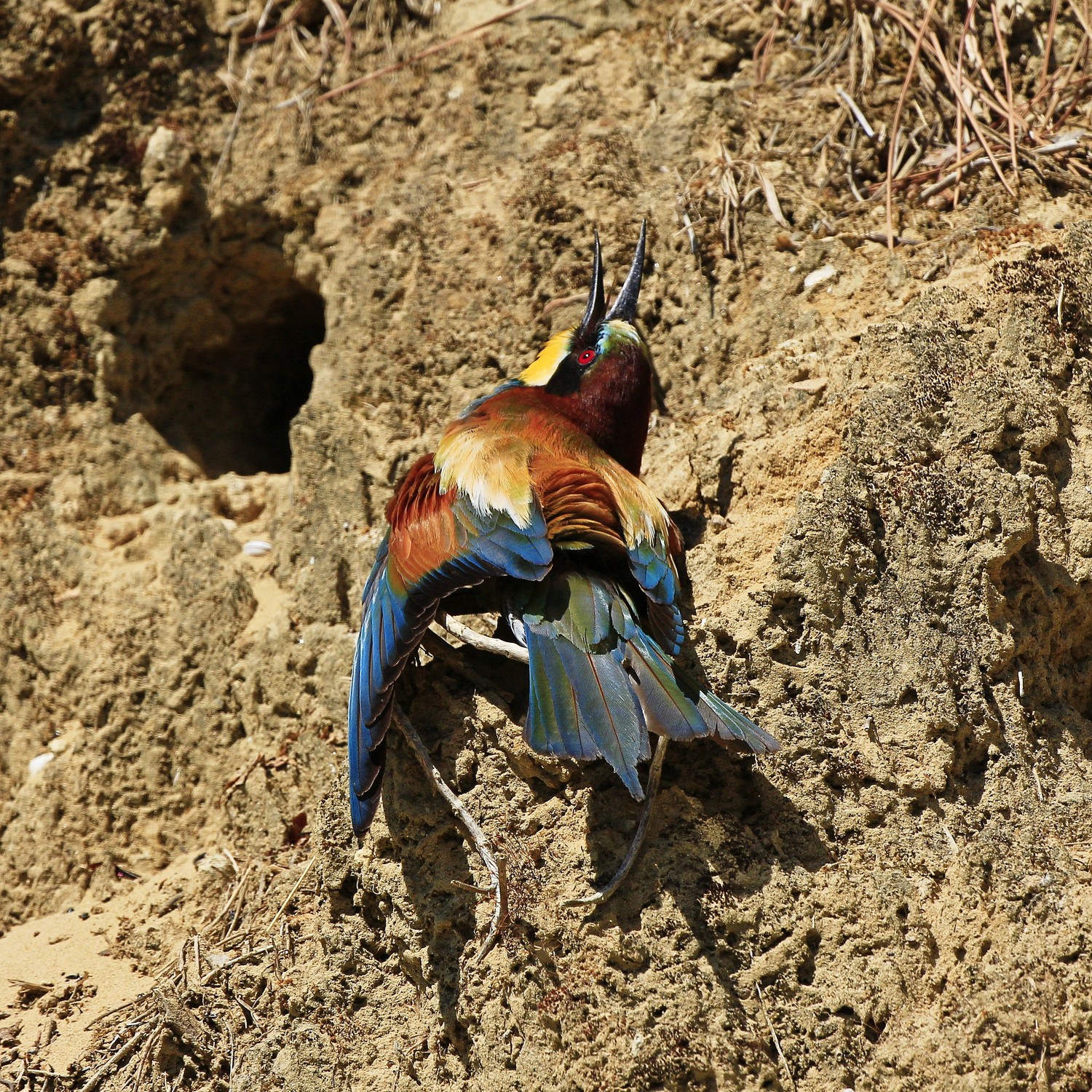 Il gruccione mistico...