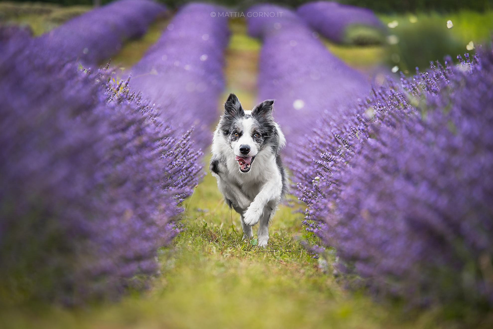 Toffy in lavender - Toffy