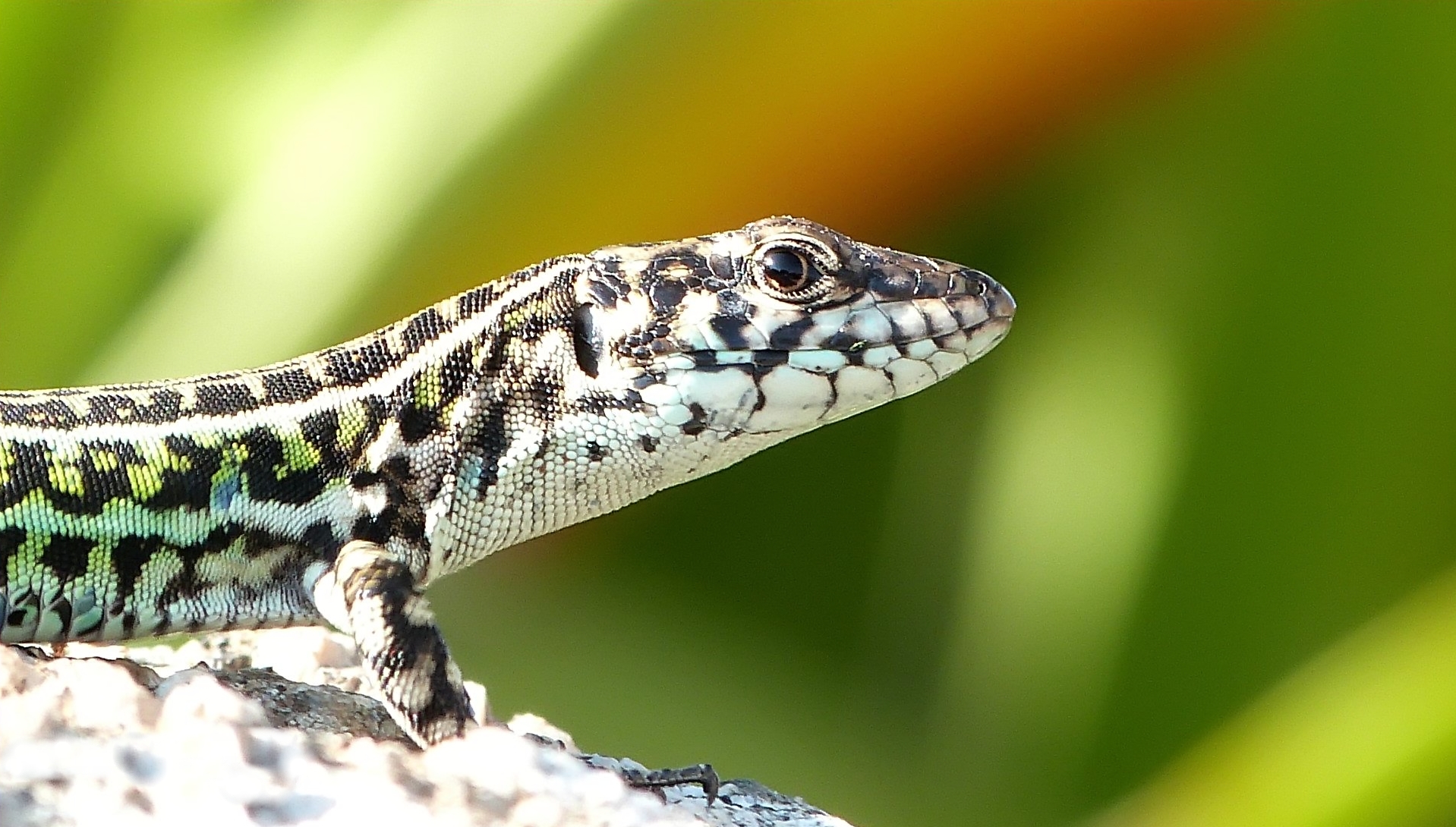 Lucertola  ......( Lumix fz48
