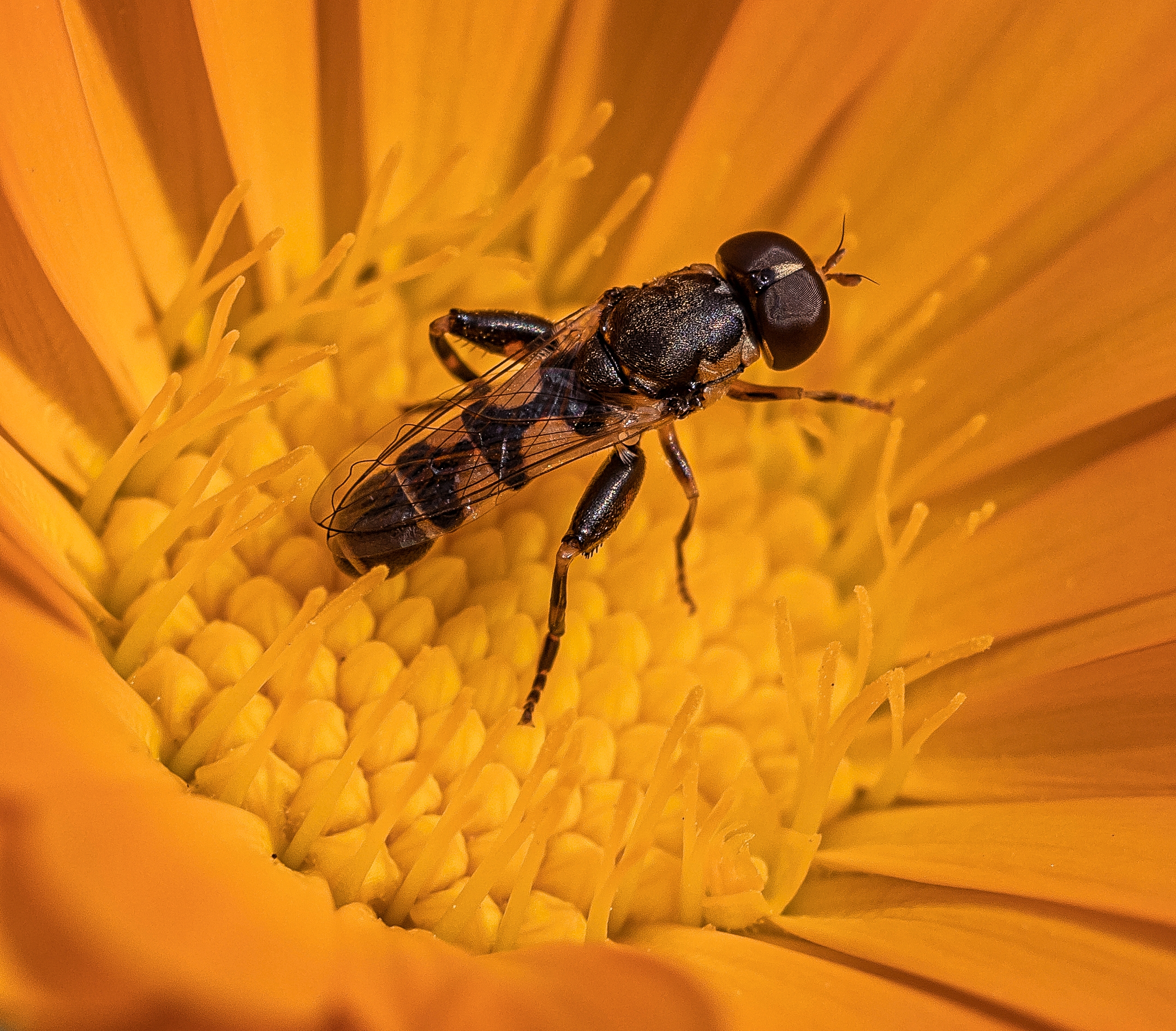 Sirfido-(Syrphidae) 27/07/2020
