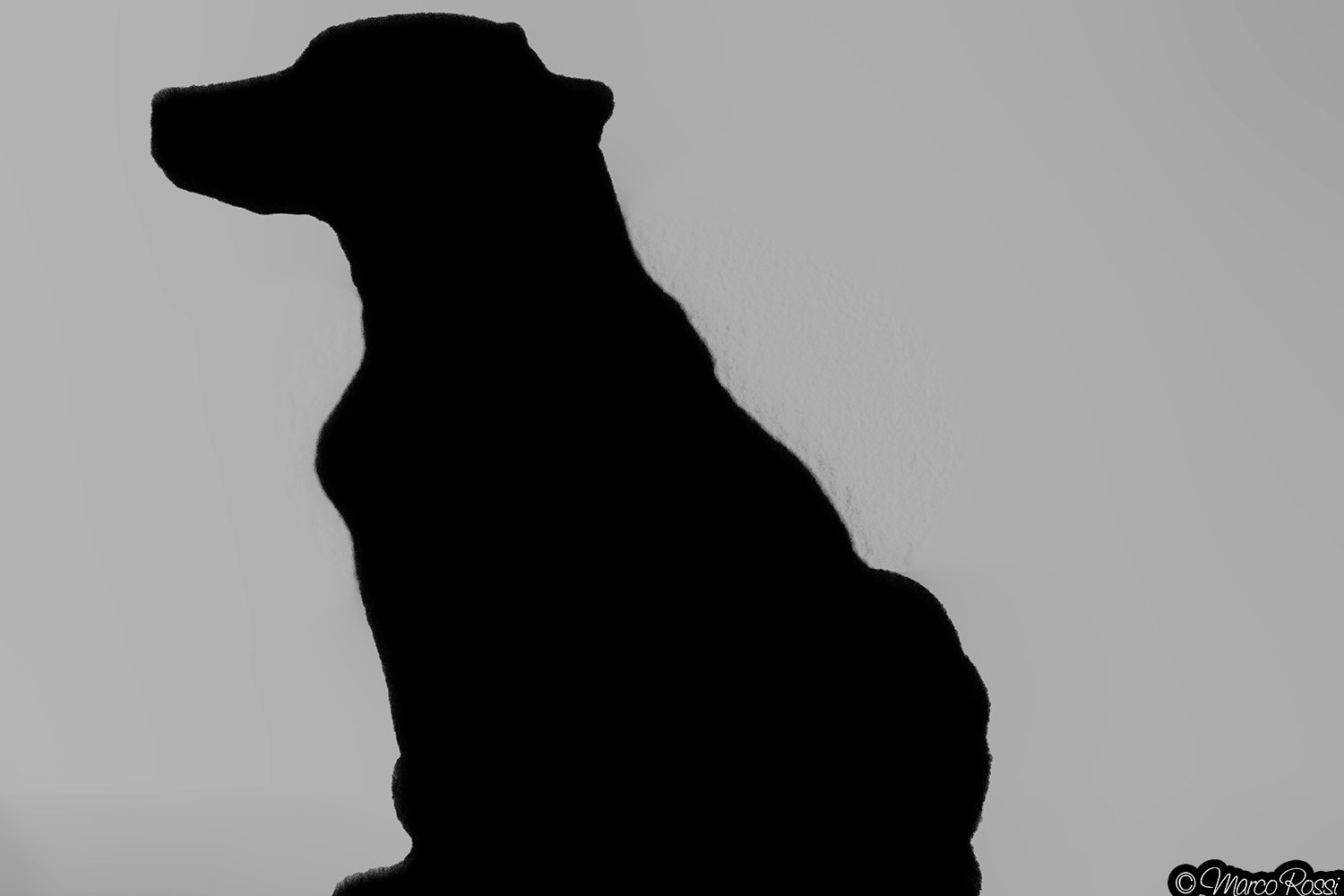 I'll be your shadow.