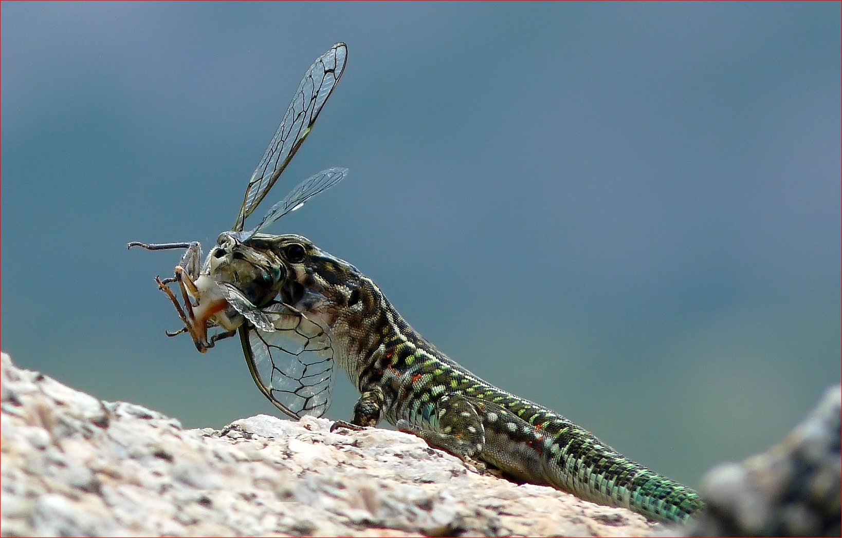 Big game hunting ... (Lumix fz48