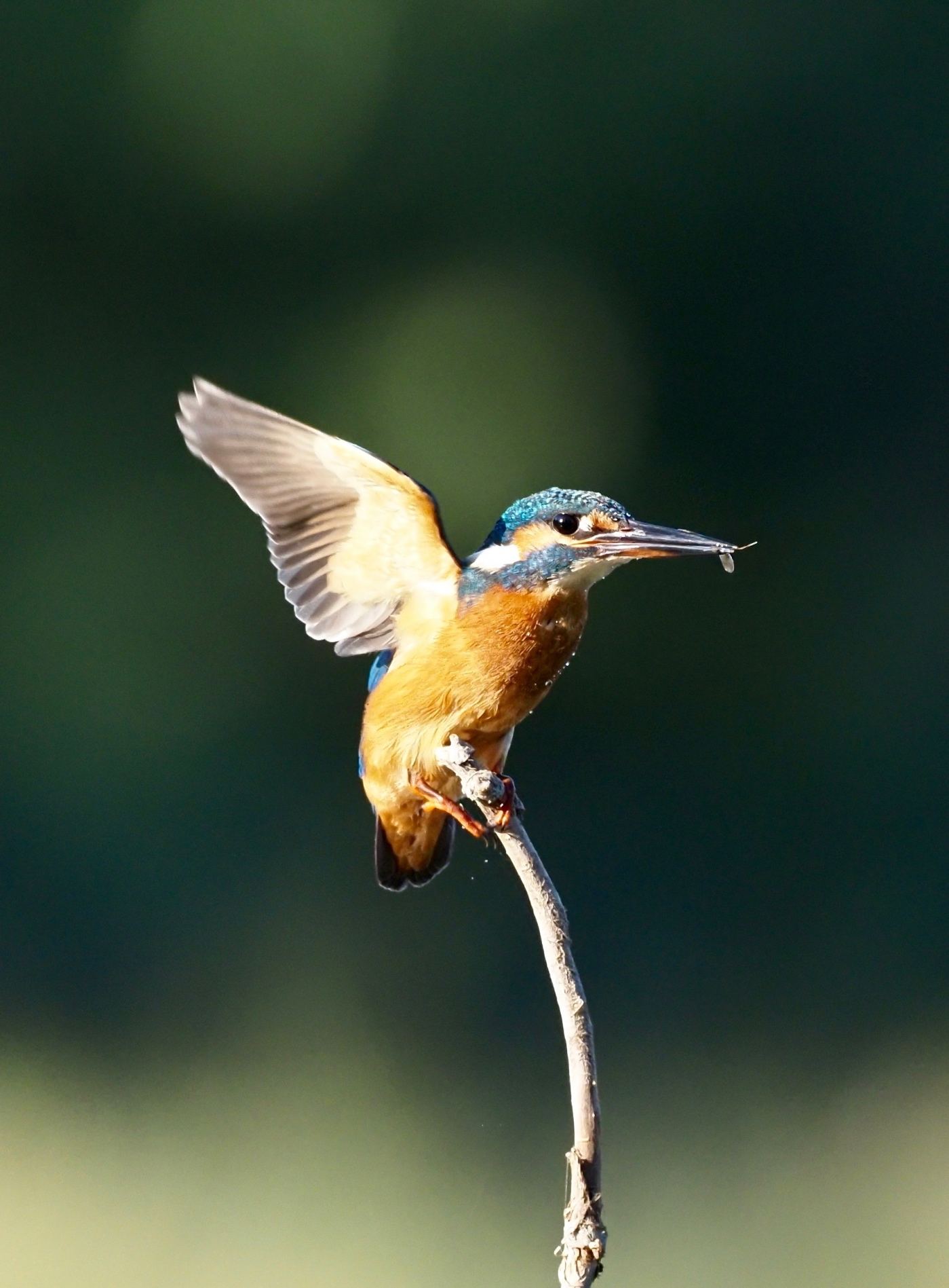 bottino magro per questo giovane